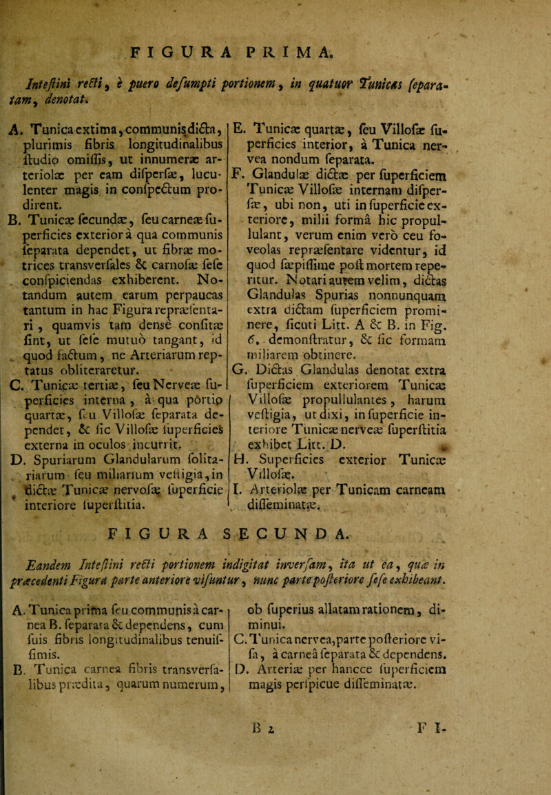 FIGURA PRIMA. Inieflim reHi^ c puero defumpti portionem y in quatuor Tunim fepara* tamy denotat» A. Tunica extima, communis di£ta, plurimis fibris longitudinalibus Audio omiflis, ut innumerae ar- tcriolx per eam difpcrfae, lucu¬ lenter magis in confpeftum pro¬ dirent. B. Tunicae fecundae5 feu carneae fu- perficies exteriora qua communis leparata dependet, ut fibrae mo- trices transverfales & carnofae fefc confpiciendas exhiberent. No¬ tandum autem earum perpaucas tantum in hac Figura repraefenta- ri, quamvis tam dense confitae fint, ut fefe mutuo tangant, id quod faftum, ne Arteriarum rep¬ tatus oblitcraretur. C. Tunic^ tertiae, feuNerveae fu- perficies interna , a- qua portip quartae, fiu Villofae feparata de¬ pendet, fic Viliofae luperficieS externa in oculos incurrit. D. Spuriarum Glandularum folita- riarum feu miliarium veliigia,in diftae Tunicae nervofa»^ fuperficie interiore iuperftitia. FIGURA : Eandem Inte^ini redfi portionem i\ pra ce denti Ftgura parte anteriore vifunti A. Tunica prifna feu communis a car¬ nea B. feparata dc dependens, cum fuis fibris longitudinalibus tenuif- fimis. B. Tunica carnea fibris transverfa- libus pnedita, quarum numerum, E. Tunicae quarta, feu Villofx fu- perficies interior, a Tunica ner- vea nondum feparata. F. Glandulae diftae per fiipcrficiem Tunicae Viliofae internam difpcr- fae, ubi non, uti in fuperficie ex¬ teriore, milii forma hic propul- lulant, verum enim vero ceu fo¬ veolas repraefentare videntur, id quod faepifiime poli mortem repe¬ ntur. Notari au?em velim, didas Glandulas Spurias nonnunquam extra didam fupcrficiem promi¬ nere, ficuti Litt. A B. in Fig. 6» demonllratur, 6c fic formam miliarem obtinere. G. Didas Glandulas denotat extra fuperficiem exteriorem Tunicae Viliofae propullulantes, harum veftigia, ut dixi, in fuperficie in¬ teriore Tunicae nerveae fupcrftitia exhibet Litt. D, ^ H. Superficies exterior Tunicae Viliofae. I. Arteriolae per Tunicam carneam difleminat^^ E C U N D A. digitat inverfam, ita ut ea, qu£ in w, nunc parte pofterkre fefe exhibeant» ob fuperius allatam rationem, di¬ minui. C. Tunica nervea,parte pofieriore vi- fa, a carnea feparata & dependens. D. Arteriae per hancce fuperficiem magis pcrfpicue dilTeminatae. B 2. F I-