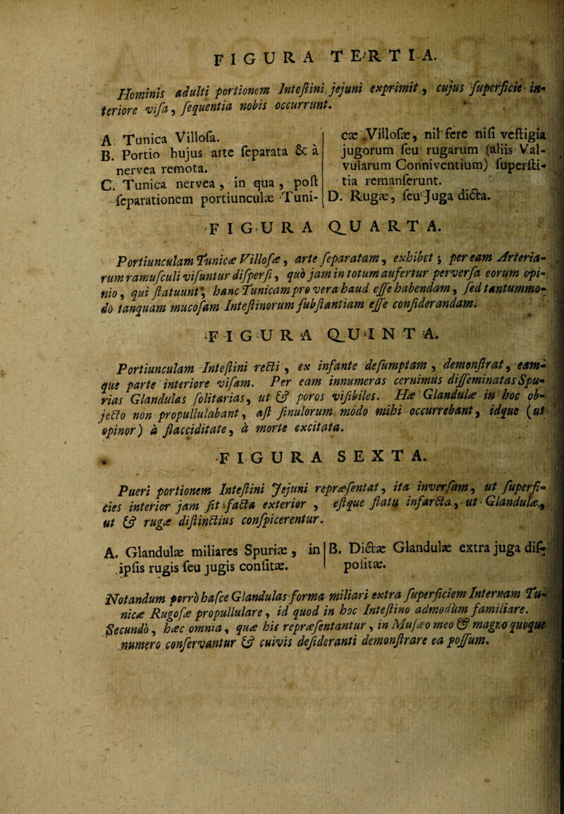 figura te^rtia. Hominis adulti prtionem Intefiini. jejuni expimit ^ cujus'fuprfick-in' \ teriore vifa, fequentia nobis occurrunt. . • . .j A Tunica Villoia. B. Portio hujus arte feparata cc a nervca remota. C. Tunica nervea , in qua , pofl: feparationeiTi portiunculae Tuni¬ cae iViilofae, nil fcrc nifi vcftigia j jugorum feu rugarum (aliis Val- j vularum Gonniventium) fuperfli*» tia remanfcrunt. D. Rugae, fcu'Juga difta. F I G U R A Q^U A R T A. Portiunculam^unic<eFillof^^ arte feparatam ^ exhiht per eam Jrteria- , rnm ramufcuU vifuntur difperfi, quh jam in totum aufertur perverfa eorum opi- ; nio^ qui ftatuunt\ hanc tunicam pro ver a haud ejfe habendam ^ fedtantummo^ ^ do tanquam mucofam Intefiinorum fuhfantiam efje conjiderandam, ^ T I G U R A Q.U >I N T A. 'i Portiunculam 'Intefiini rebli, es infante defumptam ^ demonflrat ^ eam^ i que parte interiore vifam. Per eam innumeras cernimus dijfeminatas Spu^ \ rias Glandulas folitarias^ ut poros vifthiles. H^e Glandula in hoc oh* jeblo non propullulahant ^ aft ftnulorum modo mihi occurrebant^ idqtte opinor) d flacciditate^ d morte excitata. ™ F I G U R A SEXTA. Pueri portionem Intefiini Jejuni reprafentat ita inverfam^ ut fuperfi* cies interior jam Jit f alia exterior , eji^e flatu infarbia.^'ut’Glandut<e^ \ ut rug<se dijlin^ius confpicerentur. A. Glandute miliares Spurii, in B. T>i&x Gkndute extra juga difrj , ipfis rugis feu jugis confitac, poiitaj. ! I ‘5 Notandum prrhhafce Glandulas-forma miliari extra fuptrfidem Internam 7»^i nicre Rugofa popuUulare, id quod in hoc Inteftino admedkm familiare. , §ecundb, hac omnia, qua hic reprafeutantur, in Mufao meo & magr. o quoque Mumro.confervantur ifi cuivis defideranti demonftrare eapojfum. ' *