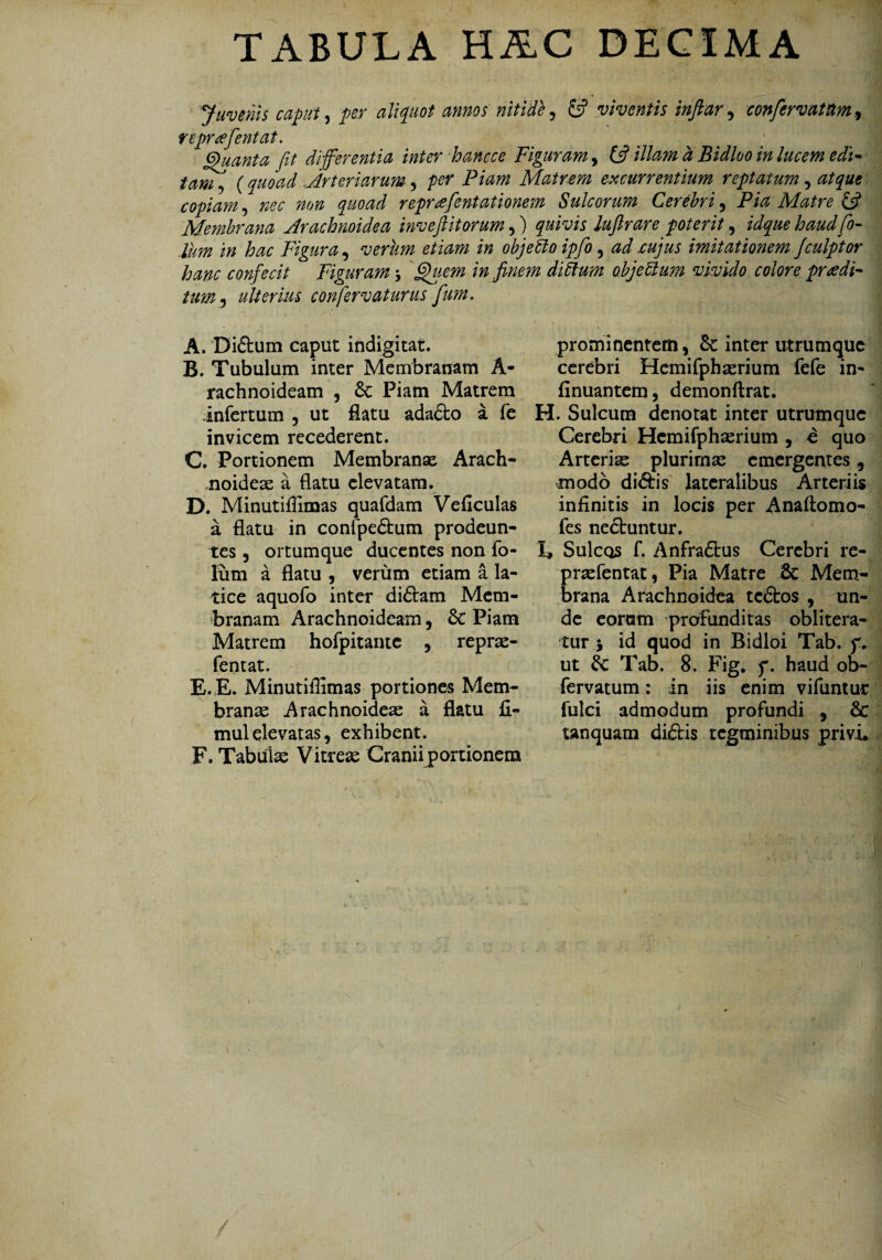 TABULA HAC DECIMA Juvenis caput, per aliquot annos nitide, viventis inftar, confiervatum, reprffentat. Quanta fit differentia inter hancce Figuram, £$? ///^ Bidloo in lucem edi¬ tam , ( .Arteriarum , /><?r Matrem excurrentium reptatum, copiam, ^ repreefientationem Sulcorum Cerebri 3 Pia Matre & Membrana Arachnoidea inveftitorum,) quivis lufirare poterit, idque haud fio- lum in hac Figura, verum etiam in objeffio ipfio, cujus imitationem Jculptor hanc confecit Figuram Quem in finem di ffium ohjeffium vivido colore prodi¬ tum 3 ulterius confervat urus fium. A. Didum caput indigitat. B. Tubulum inter Membranam A- rachnoideam , & Piam Matrem infertum , ut flatu adado a fe invicem recederent. C. Portionem Membranae Arach¬ noideae a flatu elevatam. D. Minutiflimas quafdam Veficulas a flatu in confpedum prodeun¬ tes , ortumque ducentes non fo- lum a flatu , verum etiam a la¬ tice aquofo inter didam Mem¬ branam Arachnoideam, Sc Piam Matrem hofpitante , reprae- fentat. E. E. Minutiflimas portiones Mem¬ branae Arachnoideae a flatu fi- mulelevatas, exhibent. F. Tabulae Vitreae Craniiportionem prominentem, & inter utrubique cerebri Hemifphaerium fefe in- finuantem, demonftrat. . Sulcum denotat inter utrumque Cerebri Hcmifphaerium , e quo Arteris plurimae emergentes, modo didis lateralibus Arteriis infinitis in locis per Anaftomo- fes ncduntur. Sulcos f. Anfradus Cerebri re- praefentat, Pia Matre & Mem¬ brana Arachnoidea tcdos , un¬ de eorum profunditas oblitera- tur j id quod in Bidloi Tab. f. ut St Tab. 8. Fig. f. haud ob- fervatum: in iis enim vifuntut fulci admodum profundi , & tanquam didis tegminibus privi.