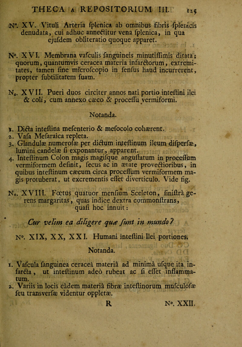 txf N°. X V. Vituli Arteria fplenica ab omnibus fibris fplenicis denudata, cui adhuc anneditur vena fplenica, in qua ejufdem obliteratio quoque apparet. N°. XVI. Membrana vafculis fanguineis minuti/fimis ditata; quorum, quantumvis ceracea materia infardorum, extremi¬ tates, tamen fine microfcopio in fenfus haud incurrerent, propter fubtilitatem fuam. N0> XVII. Pueri duos circiter annos nati portio inteflini ilei & coli, cum annexo caeco & proceflu vermiformi. Notanda. x. Dida inteftina mefenterio & mefocolo cohaerent. 2.. Vafa Mefaraica repleta. 3. Glandulae numerofae per didum inteftinum ileum difperfae, lumini candelae fi exponantur, apparent.. 4. Inteftinum Colon magis magifque anguftatum in procefTum vermiformem definit, fecus ac in aetate provedioribus, in quibus inteftinum caecum circa proceflum vermiformem ma¬ gis protuberat, ut excrementis efflet diverticulo. Vide fig. « No. XVIII. Foetus quatuor menfium Sceleton, finiftra ge¬ rens margaritas, quas indice dextra commonftrans, quali hoc innuit: Cur velim ea diligere qua funt in mundo7 N°. XIX, XX, XXI. Humani inteflini Ilei portiones. Notanda. 1. Vafcula fanguinea ceracea materi^ ad minima ufque ita in- farda, ut inteftinum adeo rubeat ac fi efTet inflamma¬ tum. , 2. Variis in locis e&dem materiti fibrae inteftinorum mufculofae feu transverfae videntur oppletae. R N°. XXII,