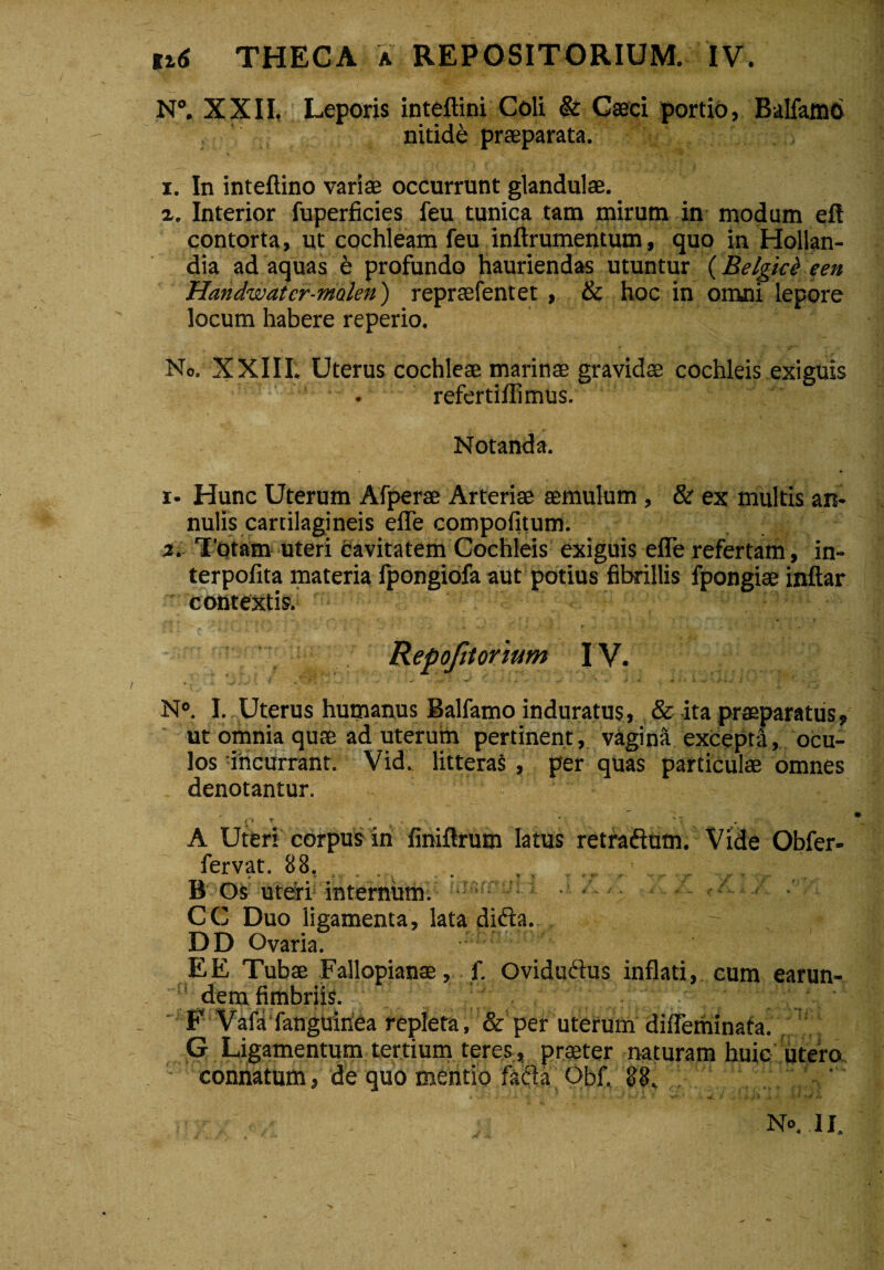 N°. XXII, Leporis inteftini Coli & Caeci portio, Balfamo nitide praeparata. i. In inteftino variae occurrunt glandulae. 1. Interior fuperficies feu tunica tam mirum in modum eft contorta, ut cochleam feu inftrumentum, quo in Hollan- dia adaquas e profundo hauriendas utuntur (Belgice e en Handwatcr-malen) repraefentet , & hoc in omni lepore locum habere reperio. No. XXIII. Uterus cochleae marinae gravidae cochleis exiguis . refertiflimus. Notanda. i- Hunc Uterum Afperae Arteriae aemulum , & ex multis art- nulis cartilagineis efle compofitum. 2. Totam uteri cavitatem Cochleis exiguis efle refertam, in¬ ter pofita materia fpongiofa aut potius fibrillis fpongiae inftar contextis. Repofitorium IV. • „ ' 'V ■ » ' *- i . -* .V- * ' *■ * ’ * ' •' 'V ' * '  * ' ‘ N°. I. Uterus humanus Balfamo induratus, & ita praeparatus, ut omnia quae ad uterum pertinent, vagina excepta, ocu¬ los incurrant. Vid. litteras , per quas particulae omnes denotantur. v i r ^ ' 7 „ A Uteri corpus in finiflrum latus retraftum. Vide Obfer- fervat. 88. m t » r• * - * * * • * r* *• *f -er* - yr' ** • ~-r- B Os uteri internum. ’ • • < CC Duo ligamenta, lata didta.  - DD Ovaria. EE Tubae Fallopianae, f. Ovidudus inflati, cum earun- dem fimbriis. F VafafangUinea repleta, & per uterum difleminata. . G Ligamentum tertium teres, praeter naturam huic utero connatum, de quo mentio facla Obf. 88. ' <r . i+