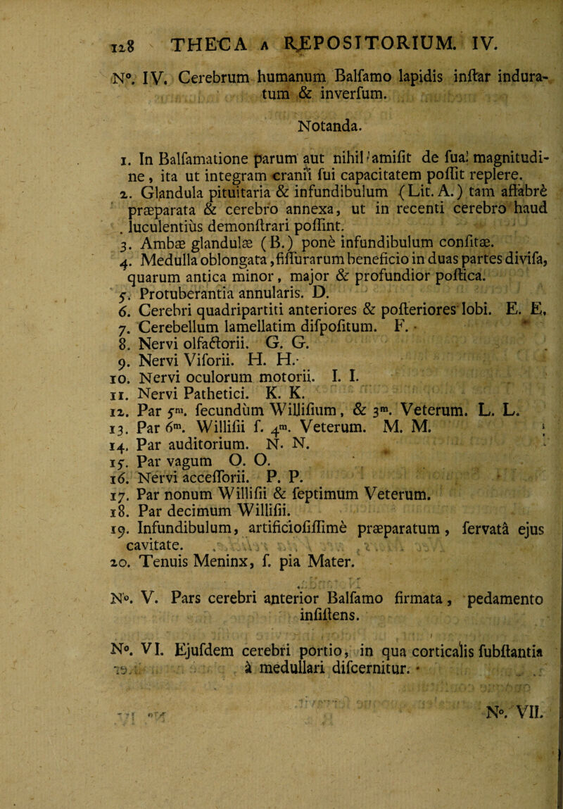 N°, IV. Cerebrum humanum Balfamo lapidis inftar indura- tum & inverfum. ! ' ^;«£/ \i- ■' ■ j ' ^ 4 . ■ _r • Notanda. i. In Balfamatione parum aut nihilf’amifit de fua; magnitudi¬ ne , ita ut integram cranfi fui capacitatem poffit replere, i. Glandula pituitaria & infundibulum (Lit. A.) tam affabri praeparata & cerebro annexa, ut in recenti cerebro haud . luculentius demonftrari poffint. 3. Ambae glandulae (B.) pone infundibulum confitae. 4. Medulla oblongata ,fifTurarum beneficio in duas partes divifa, quarum antica minor, major & profundior poftica. 5. Protuberantia annularis. D. 6. Cerebri quadripartiti anteriores & pofleriores lobi. E. E, 7. Cerebellum lamellatim difpofitum. F. • * 8. Nervi olfaftorii. G. G. 9. Nervi Viforii. H. H.- 10. Nervi oculorum motorii. I. I. 11. Nervi Pathetici. K. K. ii. Par 5™. fecundum WiUifium, & 3”. Veterum. L. L. 13. Par 6m. Willifii f. 4™. Veterum. M. M. ■; 14. Par auditorium. N. N. 15-. Par vagum O.O. 16. Nervi accefTorii. P. P. • 17. Par nonum Willifii & feptimum Veterum. 18. Par decimum Willifii. 19. Infundibulum, artificiofiffime praeparatum, fervat^ ejus cavitate. .• . ..v4, . . -<•. . . ■_ - zo. Tenuis Meninx, f. pia Mater. f * f- ,-at' ' [ «, * *• - ' - N°. V. Pars cerebri anterior Balfamo firmata, pedamento infifiens. i .  j ' 7~. . 1 1 : N». VI. Ejufdem cerebri portio, in qua corticaiis fubftantia st medullari difcernitur. • - m «v N». VII.