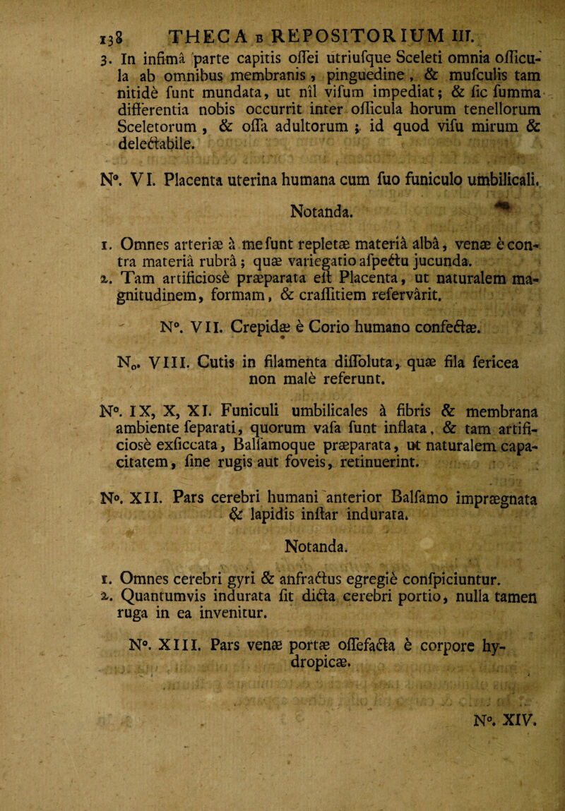 3. Ia infima parte capitis offei utriufque Sceleti omnia oflicu- . Ia ab omnibus membranis, pinguedine, & mufculis tam nitide funt mundata, ut nil vifum impediat; & fic fumma- differentia nobis occurrit inter oflicula horum tenellorum Sceletorum , & offa adultorum ; id quod vifu mirum & deledabile. N°. VI. Placenta uterina humana cum fuo funiculo umbilicali. Notanda. ** 1. Omnes arteriae it me funt repletae materia alba, venae e con¬ tra materia rubra; quae variegatio afpedu jucunda. 1. Tam artificiose praeparata elt Placenta, ut naturalem ma¬ gnitudinem, formam, & craflitiem refervarit. N°. VII. Crepidae e Corio humano confedae. N0. VIII. Cutis in filamenta difloluta, quae fila fericea non maI6 referunt. N°. IX, X, XI. Funiculi umbilicales it fibris & membrana ambiente feparati, quorum vafa funt inflata, & tam artifi¬ ciose exficcata, Balfamoque praeparata, t>t naturalem capa¬ citatem , fine rugis aut foveis, retinuerint. N°. XII. Pars cerebri humani anterior Balfamo impraegnata & lapidis inftar indurata. Notanda. 1. Omnes cerebri gyri & anfradus egregie confpiciuntur. %. Quantumvis indurata fit dida cerebri portio, nulla tamen ruga in ea invenitur. N°. XIII. Pars venae portae offefada h corpore hy¬ dropicae. N°. XIV.