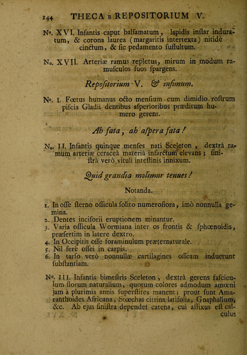 N°. XVI. Infantis caput balfamatum, lapidis inftar indura¬ tum, & corona laurea (margaritis intertexta) nitide cinctum, & fic pedamento fuffultum. No. XVII. Arteriae ramus repletus, mirum in modum ra- mufculos fuos fpargens. Repofitorium * V. @ infimum. N°. I. Foetus humanus ofto menfium cum dimidio roftrum pifcis Gladii dentibus afperioribus praeditum hu¬ mero gerens. Ah fata, ah appera fata / N0. I I. Infantis quinque menfes nati Sceleton , dextri ra> mum arteriae ceracea materia infarftum elevans ; fini- flra vero vituli inteftinis innixum, » fihiid grandia molimur tenues / Notanda, i. In ofle fterno officula folito numerofiora, imo nonnulla ge¬ mina. z. Dentes inciforii eruptionem minantur. 3. Varia officula Wormiana inter os frontis & fphoenoidis, praefertim in latere dextro, 4. In Occipitis ofle foraminulum praeiernaturale. j. Nil fere ofiei in carpis. 6. In tarfo vero nonnullae cartilagines ofleam induerunt fubttantiam. N°. III. Infantis bimeftris Sceleton , dextra gerens fafcicu- lum florum naturalium, quorum colores admodum amoeni jam a plurimis annis fuperftites manent; prout funt Ama- ranthoides Africana, Stoechas citrina latifolia, Gnaphatium, &c. Ab ejus finfllra dependet catena, cui affixus ett cal- V 7 ^ culus