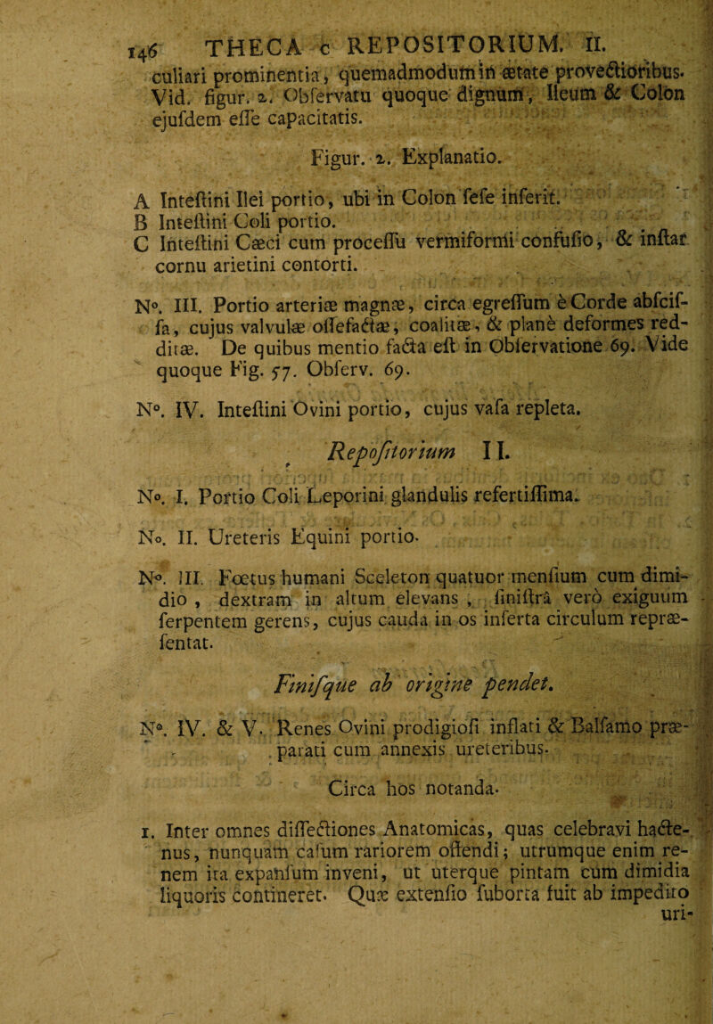 culiari prominentia, quemadmodum in tetate prove&ioribus. Vid. figur. x. Obfervatu quoque dignum, Ileum & Colon ejufdem efle capacitatis. : ; i' • Figur. a. Explanatio. A Inteftini Ilei portio, ubi in Colon fefe inferit. B Inteftini Goli portio. , . . . „ C Inteftini Caeci cum proceffu vermiformi confufio, & inftar cornu arietini contorti. N°. III. Portio arteriae magnae, circa egreflum e Corde abfcif- fa, cujus valvulae offefa&ae, coalitae, & plane deformes red¬ ditae. De quibus mentio fatfta eft in Obiervatione 69. Vide quoque Fig. 57. Obferv. 69. N°. IV. Inteftini Ovini portio, cujus vafa repleta. < - - ■ r/- Repofitorium II. . • . • N». I. Portio Coli Leporini glandulis refertiflima. No. II. Ureteris Equini portio- N«. III. Foetus humani Sceleton quatuor menfium cum dimi¬ dio , dextram in altum elevans , finiftra vero exiguum ferpentem gerens, cujus cauda in os inferta circulum reprae- fentat. Fimfque ab origine pendet. N®. IV. & V- Renes Ovini prodigiofi inflati & Balfamo prae¬ parati cum annexis ureteribus. «• K * 1 .. * v •- • Circa hos notanda® 'S 1. Inter omnes diffecliones Anatomicas, quas celebravihafte- nus, nunquam cafum rariorem offendi; utrumque enim re¬ nem ita expanfum inveni, ut uterque pintam cum dimidia liquoris contineret. Qux extenfio fuborta fuit ab impedito uri*