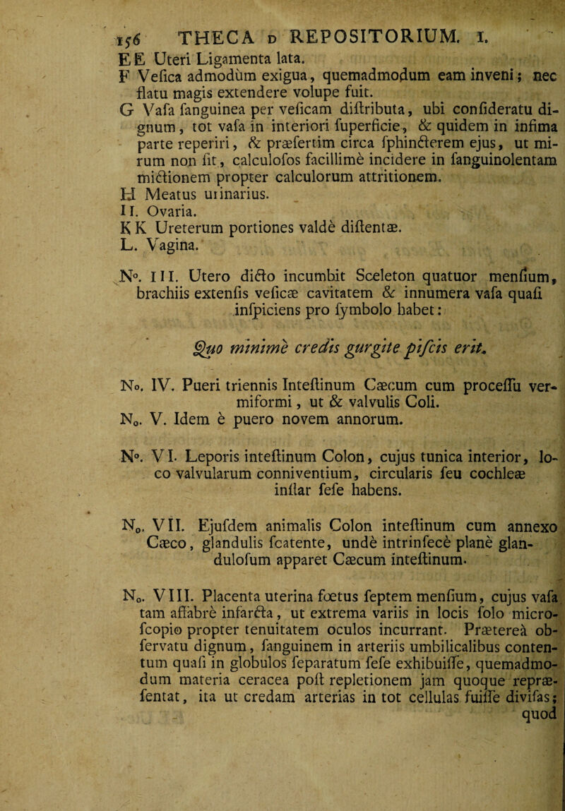 ./ THECA D REPOSITORIUM, i. E E Uteri Ligamenta lata. F Vefica admodum exigua , quemadmodum eam inveni; nec flatu magis extendere volupe fuit. G Vafa fanguinea per veficam diftributa, ubi confideratu di¬ gnum , tot vafa in interiori fuperficie, & quidem in infima parte reperiri, & praefertim circa fphinderem ejus, ut mi¬ rum non fit, calculofos facillime incidere in fanguinolentam midionem propter calculorum attritionem. H Meatus urinarius. II. Ovaria. K K Ureterum portiones valde diftentse. L. Vagina. N°. III. Utero dido incumbit Sceleton quatuor menfium» brachiis extenfis veficae cavitatem &r innumera vafa quafi inlpiciens pro fymbolo habet :i Quo minime credis gurgite pifcis erit. No. IV. Pueri triennis Inteftinum Caecum cum proceflu ver¬ miformi , ut & valvulis Coli. N„. V. Idem e puero novem annorum. N°. VI- Leporis inteftinum Colon, cujus tunica interior, lo¬ co valvularum conniventium, circularis feu cochlea2 inllar fefe habens. N0, VII. Ejufdem animalis Colon Inteftinum cum annexo Caeco, glandulis fcatente, unde intrinfece plane glan- dulofum apparet Caecum inteftinum. 'I N„. VIII. Placenta uterina foetus feptem menfium, cujus vafa tam affabre infarda, ut extrema variis in locis folo micro- fcopio propter tenuitatem oculos incurrant. Praeteret ob- fervatu dignum, fanguinem in arteriis umbilicalibus conten¬ tum quafi in globulos feparatum fefe exhibuifife, quemadmo¬ dum materia ceracea poft repletionem jam quoque reprae- fentat, ita ut credam arterias in tot cellulas fuifle divifas; quod