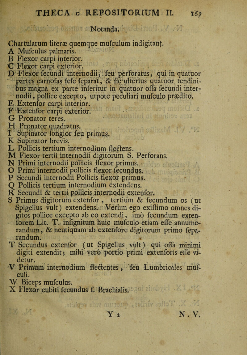 Notanda. • Chartularum literae quemque mufculum indigitant. A Mufculus palmaris. B Flexor carpi interior. C Flexor carpi exterior. D Flexor fecundi internodii? feu perforatus, qui in quatuor partes carnofas lefe feparat, & lic ulterius quatuor tendini¬ bus magna ex parte inferitur in quatuor olla fecundi inter¬ nodii , pollice excepto, utpote peculiari mufculo prasdito. E Extenfor carpi interior. F Extenfor carpi exterior. G Pronator teres. H Pronator quadratus. - I Supinator longior feu primus. K Supinator brevis. L Pollicis tertium internodium flefiens. M Flexor tertii internodii digitorum S. Perforans. N Primi internodii pollicis flexor primus. O Primi internodii pollicis flexor fecundus. P Secundi internodii Pollicis flexor primus. Q Poliicis tertium internodium extendens. R Secundi & tertii pollicis internodii extenfor. S Primus digitorum extenfor , tertium & fecundum os (ut Spigelius vult) extendens. Verum ego exiftimo omnes di¬ gitos pollice excepto ab eo extendi, imo fecundum exten- forem Lit. T. infignitum huic mufculo etiam efl'e annume¬ randum , & neutiquam ab extenfore digitorum primo fepa- randum. * T Secundus extenfor (ut Spigelius vult) qui ofla minimi digiti extendit; mihi ver6 portio primi extenforis effe vi¬ detur. . . V Primum internodium fle&entes, feu Lumbricales muf- culi. ' W Biceps mufculus.