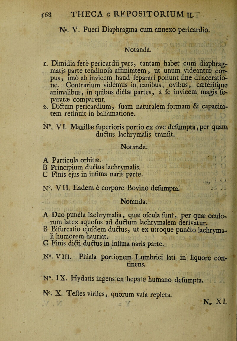 N°. V. Pueri Diaphragma cum annexo pericardio, i Notanda. i. Dimidia fere pericardii pars, tantam habet cum diaphrag¬ matis parte tendinofa affinitatem, ut unum videantur cor¬ pus ; imo ab invicem haud feparari poflunt fine dilaceratio¬ ne. Contrarium videmus in canibus, ovibus, caeterifque animalibus, in quibus di&ae partes, a fe invicem magis fe- paratae comparent. z. Diftum pericardium, fuam naturalem formam & capacita¬ tem retinuit in balfamatione. N°. VI. Maxillae fuperioris portio ex ove defumpta, per quam duftus lachrymalis tranfit. Notanda. A Particula orbitae. B Principium duftus lachrymalis. C Finis ejus in infima naris parte. ? % i ** « N°. VII. Eadem e corpore Bovino defumpta, - - fi.' ‘ V N Notanda. A Duo punfta lachrymalia, quae ofcula funt, per quae oculo¬ rum latex aquofus ad duftum lachrymalem derivatur. B Bifurcatio ejufdem duftus, ut ex utroque punfto lachryma- li humorem hauriat. ' i . .. C Finis difti duftus in infima naris parte. N°. VIII. Phiala portionem Lumbrici lati in liquore con¬ tinens. N°. IX. Hydatis ingens ex hepate humano defumpta. N°. X. Teftes viriles, quorum vafa repleta. N0. XI,