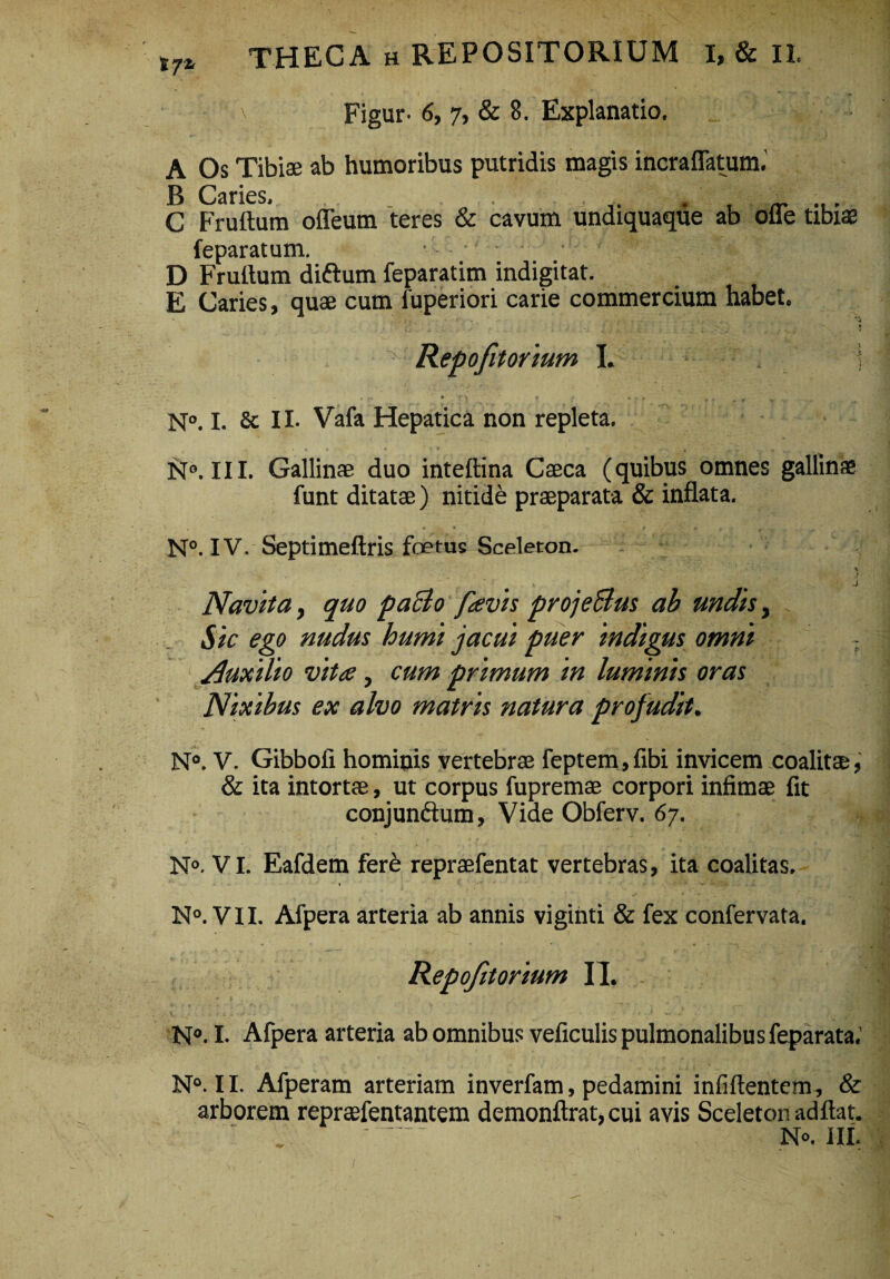 Figur- 6, 7, & 8. Explanatio. A Os Tibiae ab humoribus putridis magis incraflatum. C Fruftum ofleum teres & cavum undiquaqiie ab offe tibiae feparatum. • . • - • ^ D Fruftum diftum feparatim indigitat. E Caries, quae cum fuperiori carie commercium habet. ' i ■ f • Repofitorium I. \ , _ * ' r \ * f, • . » . ' N°. I. & II. Vafa Hepatica non repleta. N°. III. Gallinae duo inteftina Caeca (quibus omnes gallinae funt ditatae) nitide praeparata & inflata. N°. IV. Septimeftris foetus Sceleton. , < . * - 4 . . , . . ( i . ■J Navita, quo paBo favis projeBus ab undis, Sic ego nudus humi jacui puer indigus omni Auxilio vita, cum primum in luminis oras Nixibus ex alvo matris natura profudit. N°. V. Gibboii hominis vertebrae feptem,fibi invicem coalitae, & ita intortae, ut corpus fupremae corpori infimae fit conjunftum, Vide Obferv. 67. N°. VI. Eafdem fere repraefentat vertebras, ita coalitas. N°. VII. Afpera arteria ab annis vigihti & fex confervata, Repofitorium II. I N°. I. Afpera arteria ab omnibus veficulis pulmonalibus feparata.’ N°. II. Afperam arteriam inverfam, pedamini infiftentem, & arborem repraefentantem demonftrat, cui avis Sceleton adftat.  No. III.