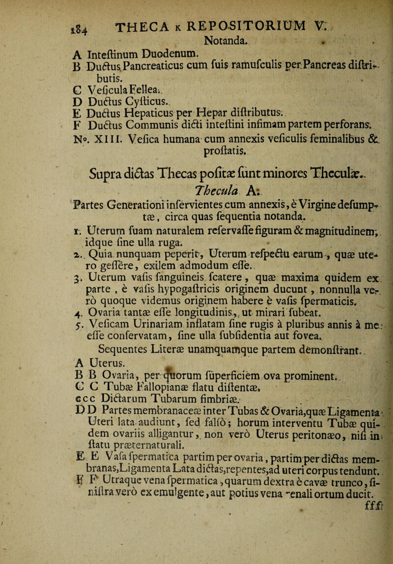 Notanda, A Inteftinum Duodenum. B Duftus. Pancreaticus cum fuis ramufculis per Pancreas diftri- butis. G Veficula Fellea;. • • . D Duftus Cyflicus. E Duftus Hepaticus per Hepar diftributus. F Duftus Communis dicti intettini infimam partem perforans. N°. XIII. Vefica humana cum annexis vefieulis feminalibus Sc. proflatis. Supra didas Thecas politae funt minores Theculae,. . Thecula A: Partes Generationi infervientes cum annexis, e Virgine defump- tae, circa quas fequentia notanda. i. Uterum fuam naturalem refervafle figuram & magnitudinem;, idque fine ulla ruga. a,. Quia nunquam peperir. Uterum refpeflu earum , quae ute* ro geffere, exilem admodum efle.. , < | 3. Uterum vafis fanguineis fcatere, quae maxima quidem ex parte , e vafis hypogaftricis originem ducunt, nonnulla ver ro quoque videmus originem habere b vafis fpermaticis, 4. Ovaria tantae efle longitudinis,, ut mirari fubeat. 5. Veficam Urinariam, inflatam fine rugis a pluribus annis i me: efle confervatam, fine ulla fubfidentia aut fovea. Sequentes Literae unamquamque partem demonftrant. A Uterus. B B O varia, per quorum fuperficiem ova prominent.. C C Tubaj Fallopianse flatu diftentae, ccc Diftarum Tubarum fimbriae. D D Partes membranacea inter Tubas & Ovaria,quae Ligamenta«. Uteri lata audiunt, fed falfo; horum interventu Tubae qui¬ dem ovariis alliganturnon vero Uterus peritonaeo, nifi in. flatu praeternaturali. E E Vafafpermatica partim per ovaria , partinvper dift&s mem- branaSjLigamenta Lata diftas3repentes,ad uteri corpus tendunt. E F' Utraque vena fpermatica , quarum dextra e cavae trunco, fi¬ nita vero ex emulgente, aut potius vena -enali ortum ducit.