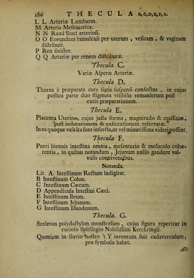 j86 T H E C U L A b, c,d,e,f,g. - L L Arteriae Lumbares. M Arteria Mefenterica. N N Ramilliaci arteriofi. O O Eorundem 'ramuleuli per uterum , veficam , & vaginam dillributi. P Ren finifter. . ;|l' Q Q Arteriae per renem diftributae. 'Thecula C. Variae Afperae Arteriae. Thecula D. Thorax e praeparata cute furis fufpenfi confeftus , in cujus poltica parte duo ftigmata vifibilia remanferunt poli cutis praeparationem. Thecula E. Placenta Uterina!, cujus julta forma , magnitudo & craffities, ‘poli indurationem & exficcationem refervatae. * In ea quoque vafa ita funt infarcta,ut vel minutillima viderijpoffint. Thecula F. Pueri biennis intellina omnia , mefenterio & mefocolo cohae¬ rentia , in quibus notandum , Jejunum nullis gaudere val¬ vulis coroiiventjbus. Notanda. Lit. A. Intellinum Redlum indigitat. B Intellinum Colon. C Intellinum Caecum. D Appendicula Inteltini Caeci. E Intellinum Ileum. F Intellinum Jejunum. G Intellinum Duodenum. Thecula. G. ' Sceleton polydadlylon monltrofum , cujus figura reperitur in curiofo Spicilegio Nobilillimi Kerckringii. Quoniam in fluvio holtro ’t Y inventum fuit cadaverculum, pro fymbolo habet. - Ah