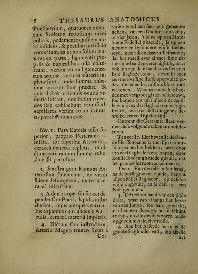 :Pueltetrium, quatuorve anno¬ rum Sccleton repofitum nivei . coloris, pedamento ejufdem no¬ tae infidens, & peculiari artificio confe£tum,ita ut non folum ma¬ xima ex parte, ligamentis pro¬ priis & naturalibus ofia cohae¬ reant, verum etiam ligamento¬ rum arteriae , ceracea materia in- pletae funt, unde fumma rube¬ dine articuli funt praediti. Si quis diftos articulos ocuiis ar¬ matis luftret, non folum viven¬ dos fefe exhibebunt ramufculi capillares, verum etiam iis mul¬ tis partibtfS tenuiores. i. Pars Capitis ofiei fu- perior , proprio Pericranio a- mifta, tot fuperbit Arteriolis, ceracea materia repletis, utdi- ftum pericranium fumma rube¬ dine fit perfufum. Siniftra gerit Ramum Ar¬ ter i ofum fplenicum , ex vituli Liene defumptum, materia ce¬ racea infarftum. 3. A dextra ope fili fericei de¬ pendet Cor Pueri, lapidis inftar durum , cujus uterque ventricu¬ lus expanfus cum annexis Auri¬ culis , ceracea materia impletis. 4. Diftum Cor inftructum, Arteriae Magnae trunco ficuti e Cor- rotfen werd een feer wit geraamte gefien, van een Dochterken van j , ofvier jaren, ’tfelve op eenNote- bome Pedeftal jzittende, is op een nieuwe en byfondere wijfe toebe- «reyt, niet alleen daar in befiaande, dat liet meefl over al met fijne na- tuerlijke banden vereenight is, maar ook foo zijn defc banden verfienmet bare ilaghaderkens , dewclke met een rootwaffige itoffe opgevult zijn- de, de leden haaralfints bloet root vertonen. Wanneermen defe ban¬ den met vergroot glafen befchouwt, foo komen ons niet alleen de capil¬ lare takjcns der flaghaderen in ’t ge- fichte, maar ook felfs diegene, de- welke feer veel fijnder zijn. Ontrent ditGeraamte fiaan ver- ders defe volgende zaken te confide- reren. Teneerfte. Hetbovenfiedeelvan de Herffenpanne is met fijn natuur- lijkepannevlies bekleet, waardoor foo veel Ilaghaderkens loopen, door konftefoodanigh mede gevult, dat het pannevlies root van couleur is. Ten 1. Van des felfs linker hand, na deborft gewent zijnde, hanght af eenMilts ilaghader, op defelye wijfe opgevult, en is defe uyt een Kalf genomen. 3. D^rechterhand vat een zijde draat, waar van afhangt het herte van eenjonge, foo hard gemaakt, dat het een lleenigh herte fchijnt te zijn, en zijn des felfs ooren mede opgevult met defelve itoffe. 4. Aan het gefeyde herte is de grooteSlagh-ader vaft, foo ais die • uyt