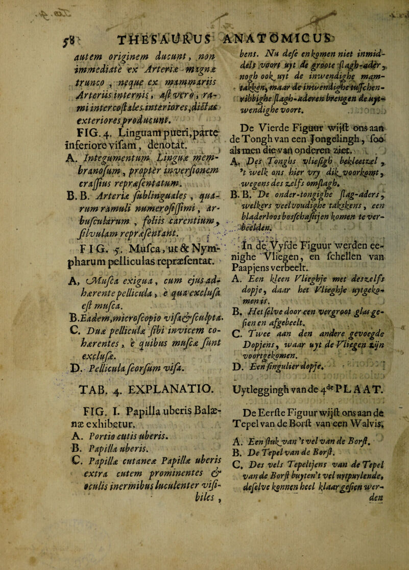 orv \ QJ i Qr THESAURUS ANATOMICUS 5 8 autem originem ducunt, #0/2 immediate ex Arteria migna trunco , neque ex mammariis Arteriis interm i aft vero* ru¬ mi intercojlaksinteriores^diSlas exteriores producunt. FIG.4. Linguam pueri,parte inferiore yifam, denotat. A. Integumentum Lingua mem¬ brano fum , propter inyerfionem crajjius reprafentatum. B. B. Arteria fub linguales , qua¬ rum ramuli mmerojijfimi, ar- bufcularnm , foliis carentium 3 filvulxm reprafentant. FIG. 5. Mufca, ut & Nym; pharum pelliculas repraefentat, A, CMufca exigua, cum ejus ad* harentepellicula, e qua excluft ejl mufca. ~?>.Eadem>microfcopio vifa&fculpta. C. Dua pellicula fibi invicem co- har entesc quibus mufca funt exclufa. D. Pellicula feorfum vifa. TAB, 4. EXPLANATIO. FIG. I. Papilla uberis Balae¬ nae exhibetur. A. Portio cutis uberis. B. Papilla uberis. C. Papilla cutanea Papilla uberis extra cutem prominentes & oculis inermibus luculenter vifi- biles , bcns. Na defe enhomen niet inmid- dels voort uyt de groote (lagh-ader y nogh ook^ uyt de inwendighe mam- ? tak^enj maar de inv/endighetuffihen - ribbighe Jlagh-aderen br-engen de uyt- wendighe voort. Dc Vierde Figuur wijft omaan de Tongh van een Jongelingh, foo alsmen dievan onderen zjet. A. Pes Tonghs vliejigh bek.leetzjel % *l welk o.ns hier vry dik^yoorkgwt , w egens des z*elfs omjlagh* B, B. De onder-tongighe jlag-aders ^ welkers veelvoudighe takskens, een bladerloos basfchajhjen komen te ver- . beelden. . / v ' > . . . • : . ' • > :|n de^-Vyfde Figuur werden ee~ nighe Vliegen, en lchellen van Paapjensverbeelr. A. Een kleen Flieghje met deszelfs dopjey daar het Vlieghje uytgeko-* menis, B. Het felve docr cen vergroop glosge- ften en afgebeelt. C. Twee aan den andere gevoegde Dopjens, waar uyt de Viiegen Z’jn voortgekomen. D. Een ftngulier dopje* - ■ Uytleggingh van de 4^* P L A A T. De Eerfte Figuur wjjit ons aan de Tepelvan deBoril van een Walvis. A. Eenjluhjvan V vel van de Borjl. B. De Tepel van de Borjl. C. Des vels Tepeltjens van de Tepel van de Borjl buy terit vel uytpuylende, de felve konnen heel kUargeJien u>er- * den