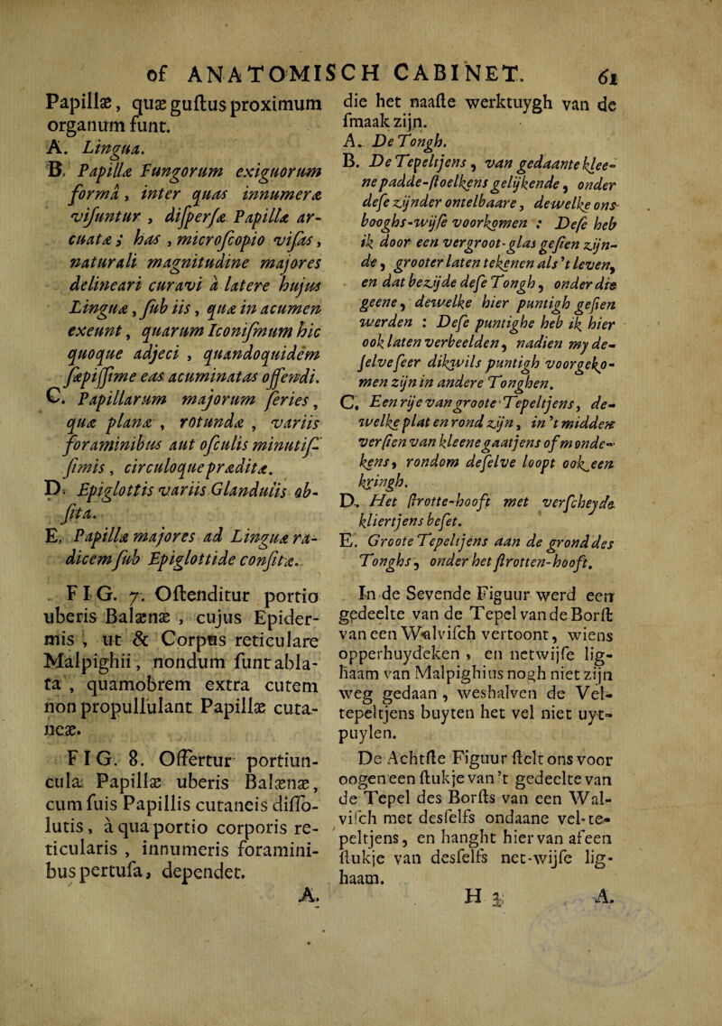 of ANATOMIS Papillae, quae guftus proximum organum funt. A. Lingua. B. Papilla Pungorum exiguorum forma, inter quas innumera vifuntur , difperfa Papilla ar¬ cuata ; has , microfcopio vifits, naturali magnitudine majores delineari curavi a latere hujus Lingua ,fub iis, qua in acumen exeunt, quarum Iconijmum hic quoque adjeci , quandoquidem fapiffime eas. acuminatas offendi. C. Papillarum majorum feries, qua plana', rotunda , variis foraminibus aut ofculis minutiff fimis, circuloquepradita. Dv Epiglottis variis Glandulis ab- fita. E, Papilla majores ad Lingua ra¬ dicem fub Epiglottide confit a.. CH CABINET. 61 die het naafte werktuygh van de fmaakzijn. A_ De Tongh. B. De Tepel tj ens , van gedaante klee- ne padde-ftoelkens gelijkende, onder defe z,ijnder ontelbaare, dewelke ons booghs-wijfe voorkgmen ; Defe heb ik door een vergroot*glas gefien zjjn- de, grooter laten tekenen ais ’t leven9 en dat bez,ijde defe Tongh ? onder die geene, dewelke hier puntigh gefien werden : Defe puntighe heb ik hier ooklatenverbeelden, nadien my de- jelvefeer dikwils puntigh voorgekp- men zijn in andere Tonghen. C, Eenrjevangroote Tepeltjens, de¬ welke piat en rond z.jn, in *t midden ver p en van kleenegaatjens of m onde- kensy rondom defelve loopt ook^een kringh. D, Het (Irotte-hooft met verfcheyde kliertjens befet. E. GrooteTepeltjens aan de gronddes TonghS j onder het ftrotten-hooft. FI G. 7. Offenditur portio uberis Balaenae , cujus Epider¬ mis , ut & Corpus reticulare Malpighii, nondum funr abla¬ ta , quamobrem extra cutem non propullulant Papillae cuta¬ neae. F I G. 8. Offertur portiun¬ cula; Fapillse uberis Balaenae, cum fuis Papillis cutaneis diffb- lutis, a qua portio corporis re¬ ticularis , innumeris foramini¬ bus pertufa, dependet, A. In de Sevende Figuur werd eenr gedeelte van de Tepel van de Borft van een Walvifch vertoont, wiens opperhuydeken > en netwijfe lig- liaam van Malpighius nogh niet zijn weg gedaan , weshalven de Vel- tepeltiens buyten het vel niet uyt» puylen. De Achtile Figuur flelt ons voor oogen een ftukje van ’t gedeelte van de Tepel des Borfts van een WaF vifch met desfelfs ondaane vel* te¬ pel tjens, en hanght hier van afeen ftukje van desfelfs net-wijfe lig- haam. Hj; JL