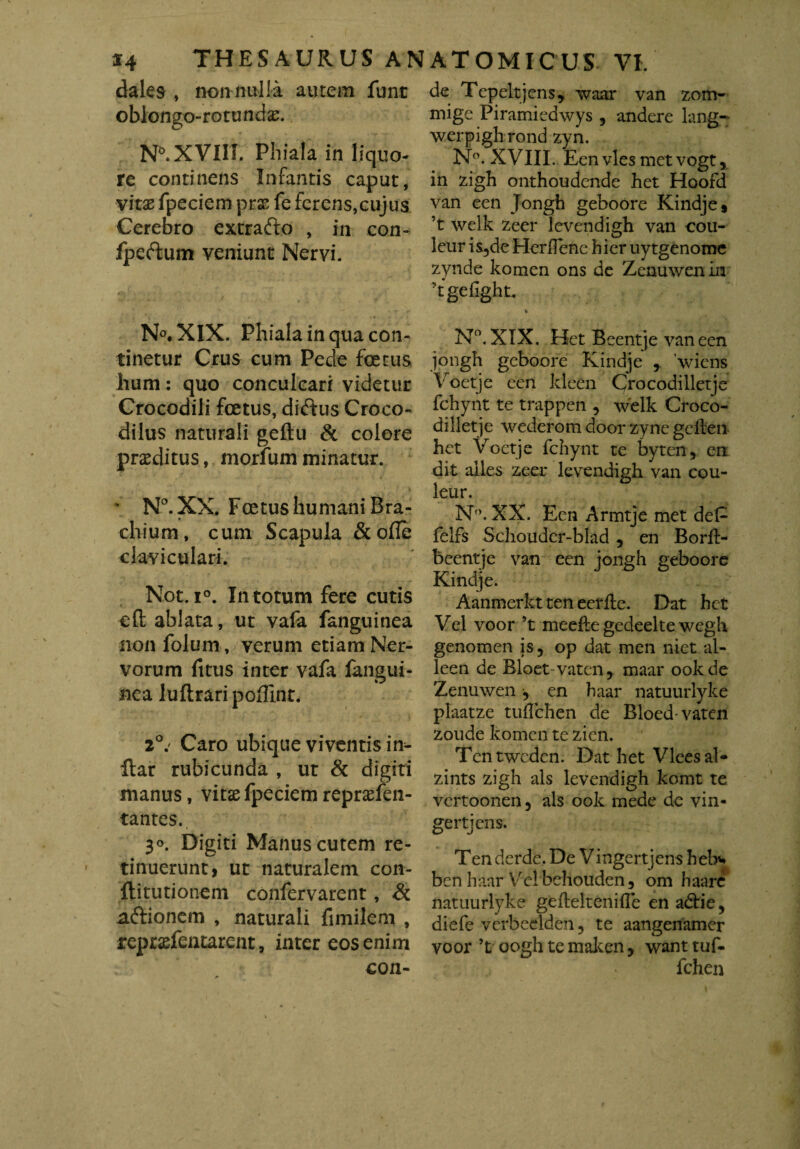 dales , non nulla autem funt oblongo-rotundas. N°. XVIII. Phiala in liquo¬ re continens Infantis caput, vitas fpeciem pras fe ferens,cujus Cerebro extradlo , in con- Ipeftum veniunt Nervi. de Tepeltjens, waar van zom- mige Piramiedwys , andere lang~ werpighrond zyn. N°. XVIII. Een vies metvogt, in zigh onthoudende het Hoofd van een Jongh geboore Kindje» ’t welk zeer lcvendigh van cou- leur is,de HerfTene hier uytgenome zynde komen ons de Zenuwenin 'fgefight. N°.XIX. Phiala in qua con¬ tinetur Crus cum Pede foetus hum: quo conculcari videtur Crocodili foetus, diftus Croco¬ dilus naturali geftu & colore praeditus, morfum minatur. * N°.XX. Foetus humani Bra¬ chium, cum Scapula &of!e claviculari. Not. i°. In totum fere cutis cft ablata, ut vala fanguinea iionfolum, verum etiam Ner¬ vorum fitus inter vafa fangui¬ nea luftraripOiTint. 2°.' Caro ubique viventis inn¬ itar rubicunda , ut & digiti manus, vitae fpeciem reprasfen- tantes.. 3«. Digiti Manus cutem re¬ tinuerunt, ut naturalem con- ftitutionem confervarent, & aftionem , naturali fimilem , repraefentarent, inter eos enim con¬ N°. XIX. Het Beentje van een jongh geboore Kindje Viens Voetje een kleen Crocodilletje fchynt te trappen , welk Croeo- dilletje wederom door zyne gefteu het Voetje fchynt te byten, en dit alles zeer levendigh van cou- leur. N°. XX. Een Armtje met deP felfs Schouder-blad, en BorE- e van een jongh geboore e. Aanmerkt ten eerfle. Dat het Vel voor ’t meefte gedeelte wegh genomen is, op dat men niet al- leen de Bloet-vaten, maar ookde Zenuwen, en haar natuurlyke plaatze tuflchen de Bloedvaten zoude komen te zien. Tentweden. Dat het Vleesal- zints zigh ais levendigh komt te vertoonen, ais ook mede dc vin- gertjcns. Tenderde. De Vingertjens heb* ben haar Ve! behouden , om haarc natuurlyke gefteltenifle en adlie, diefe verbeelden, te aangenamer voor ’t oogh te maken, want tuf- fchen