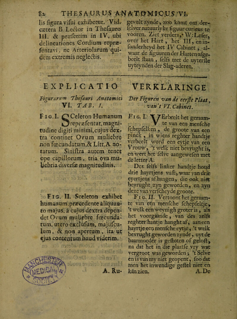 lis figura vifui exhibetur. 'Vid. c£etera B. Leclor in Thefapro III. & prasferrim in IV, ubi delineationes Gordium reprse- fentavi, ne Arteriolarum qui¬ dem extremis negle&is. gevultzynde, zoo komt ons.der- ielver natuurlyke figuur curieus te vooren. Ziet verders ,* W: Lefer, over het Hart , het III , enin- fonderheyd het IV Cabinet, al- waar de figuuren der Harten afge- beelt ftaan , felfs met de uyterile uy teynden der Slag-aderen. EXPLICATIO VERKLARINGE Hgurarwn Dhefauri Anatomici Der Tiguren van de eerfte Plaat VI. TAB. L vant VI. Cabinet. Fig.L O Celeron Humanum reprscferirat, magni¬ tudine digiti minimi,cujus dex¬ tra continet Ovum muliebre non fecundatum,& Litt.A. no¬ tarum. Siniftra autem tenet ope capillorum, tria ova mu¬ liebria diverfae magnitudinis. Fig. II. Sceleton exhibet humanum,procedente aliquan¬ to majus, a cujus dextra depen¬ det Ovum muliebre fecunda- tum, utero exclufum, majufcu- lum, & non apertum, ita ut ejus contentum haud viderim. A. Ru- Fig. I. TTErbeelthet geraam- V te van een menfche fchepfelken , de groote van een pinck , in wiens reghter handtje verbeelt word een eytje van een Vrouw,;’t welk niet bevrught is, enwerthet felve aangewefen met deletterA. Des felfs linker handtje houd drie hayrtjens vaft, waar yan drie eyertjens afhangen, die ook niet bevrught zyn geworden, en zyn deze van verfcheyde groote. Fig. II. Vertoonthetgeraam- te van een menfche fchepfeltje* ’t welk een weynigh groter is, ais het voorgaande, van des zelfs reghter hantj e hanghtaf, aaneen hayrtje een menfche eytje, ’t welk bevrught geworden zynde, uytdc baarmoeder is geftoten of geloft, na dat het in die plaatfe vry wat vergroot was geworden j ’tSelve en is van my niet geopent, foo dat men het inwendige gellel niet en kanzien. A. De