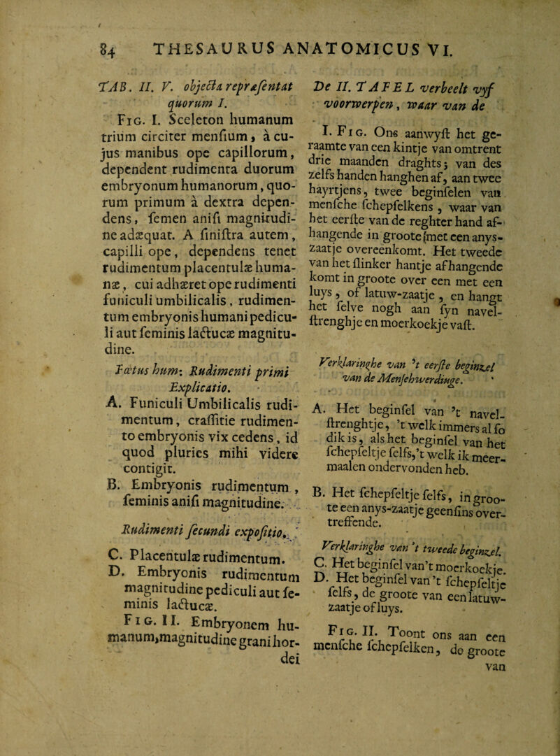 HAB. II. V. objeci & reprafentat quorum I. Fig. I. Sceleton humanum trium circiter menfium* a cu¬ jus manibus ope capillorum, dependent rudimenta duorum embryonum humanorum, quo¬ rum primum a dextra depen¬ dens , femen anifi magnitudi¬ ne adsquat. A finiftra autem, capilli ope, dependens tenet rudimentum placentulse huma¬ nae , cui adhaeret ope rudimenti funiculi umbilicalis, rudimen¬ tum embryonis humani pedicu¬ li aut feminis laftucas magnitu¬ dine. loctus humi Rudimenti primi Explicatio. A. Funiculi Umbilicalis rudi¬ mentum , craflitie rudimen¬ to embryonis vix cedens, id quod pluries mihi videre contigit. B. Embryonis rudimentum , feminis anifi magnitudine. Rudimenti fecundi expofitio' C. Placentulas rudimentum. D. Embryonis rudimentum magnitudine pediculi aut fe¬ minis laftuoc. Fig. II. Embryonem hu- manum>magnitudine grani hor¬ dei De II. *T A T E L verbeelt *vyf voorwerpen, waar van de I. Fig. Ons aanwyfl: het ge- raamte van een kintje van omtrent drie maanden draghts 5 van des zelfs handen hanghen af5 aan twee hayrtjens, twee beginfelen van menfche fchepfelkens 5 waar van bet eerite van de reghterhand af¬ frangende in groote (met een anys- zaatje overeenkomt. Het tweede van fret flinker hantje afhangende komt in groote over een met een luys, of latuw-zaatje , en hangt het felve nogfr aan fyn navel- ftrenghje en moerkoekje vaft. Ver^larinifoe van e er fle befinzxl van de AEenJeh 'werdiztge. * 4 A. Het beginfel van ’t navel ftrenghtje, ’t welk immers al fo dikis, ais het beginfel van her fchepfeltje felfs,’t welk ik meer- maalen ondervonden hcb. B. Het fchepfeltje felfs, in groo¬ te een anys-zaatje geenfins over- trefrende. verkfaringhe van ’t tweede beginfel. C. Het beginfel van’t moerkoekje D Het beginfel van’t fchepfeltje lelfs , de groote van eenlatuw- zaatje of luys. r^oont °ns aan een mcniche ichcpfelken ? de groote van