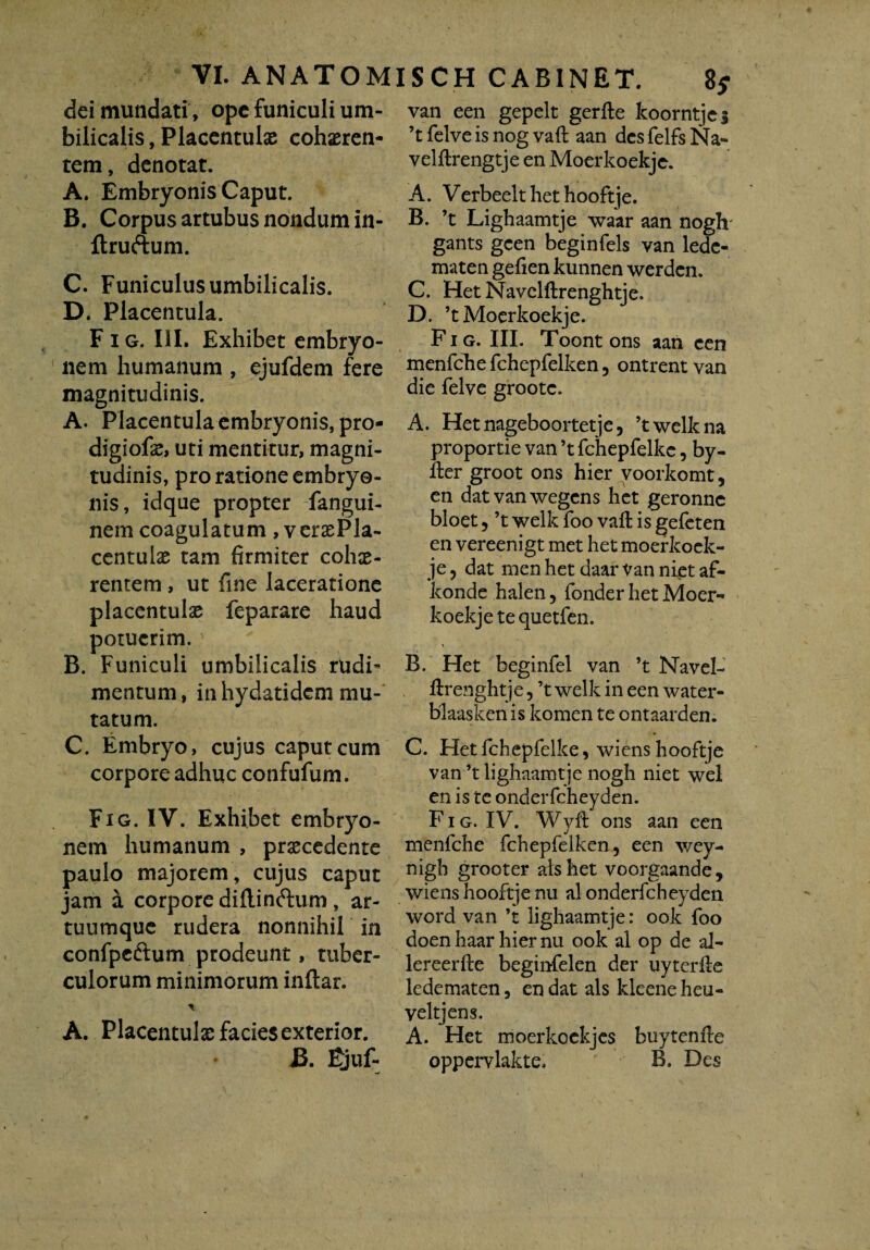 dei mundati, ope funiculi um¬ bilicalis , Placentula cohaeren¬ tem, denotat. A. Embryonis Caput. B. Corpus artubus nondum in- llru&um. C. Funiculus umbilicalis. D. Placentula. Fig. III. Exhibet embryo¬ nem humanum , ejufdem fere magnitudinis. A. Placentula embryonis, pro- digiofe, uti mentitur, magni¬ tudinis, pro ratione embryo¬ nis, idque propter fangui- nem coagulatum, versePla- centulae tam firmiter cohae¬ rentem , ut fine laceratione placentula feparare haud potuerim. B. Funiculi umbilicalis rudi¬ mentum, in hydatideni mu¬ tatum. C. Embryo, cujus caput cum corpore adhuc confufum. Fig. IV. Exhibet embryo¬ nem humanum , praecedente paulo majorem, cujus caput jam a corpore diftinftum , ar¬ tuumque rudera nonnihil in confpcftum prodeunt, tuber¬ culorum minimorum inftar. A. Placentulae facies exterior. J3. Ejuf- van een gepelt gerfte koorntjes ’t felve is nog vaft aan des felfs Na- velftrengtje en Moerkoekje. A. Verbeelt het hooftje. B. ’t Lighaamtje waar aan nogh gants gcen beginfels van ledc- maten gefien kunnen werden. C. HetNavelftrenghtje. D. ’t Moerkoekje. F i g. III. Toont ons aan een menfche fchepfelken, ontrent van die felve grootc. A. Hetnageboortetje, ’twelkna proportie van ’t fchepfelke, by- fter groot ons hier voorkomt, en datvanwegcns het geronne bloet 5 ’t welk foo vaft is gefeten en vereenigt met het moerkoek¬ je ? dat menhet daarvannietaf- konde halen, fonder het Moer¬ koekje te quetfen. B. Het beginfel van ’t Navel- ftrenghtje, ’t welk in een water- blaasken is komen te ontaarden. C. Het fchepfelke, wiens hooftje van’t lighaamtje nogh niet wel en is te onderfcheyden. Fig. IV. Wyft ons aan een menfche fchepfelken, een wey- nigb grooter ais het voorgaande, wiens hooftje nu al onderfcheyden word van ’t lighaamtje: ook foo doenhaar hiernu ook al op de al- lereerfte beginfelen der uyterfte ledematen, en dat ais kleene heu- veltjens. A. Het moerkcckjcs buytenfte oppervlakte, B. Des