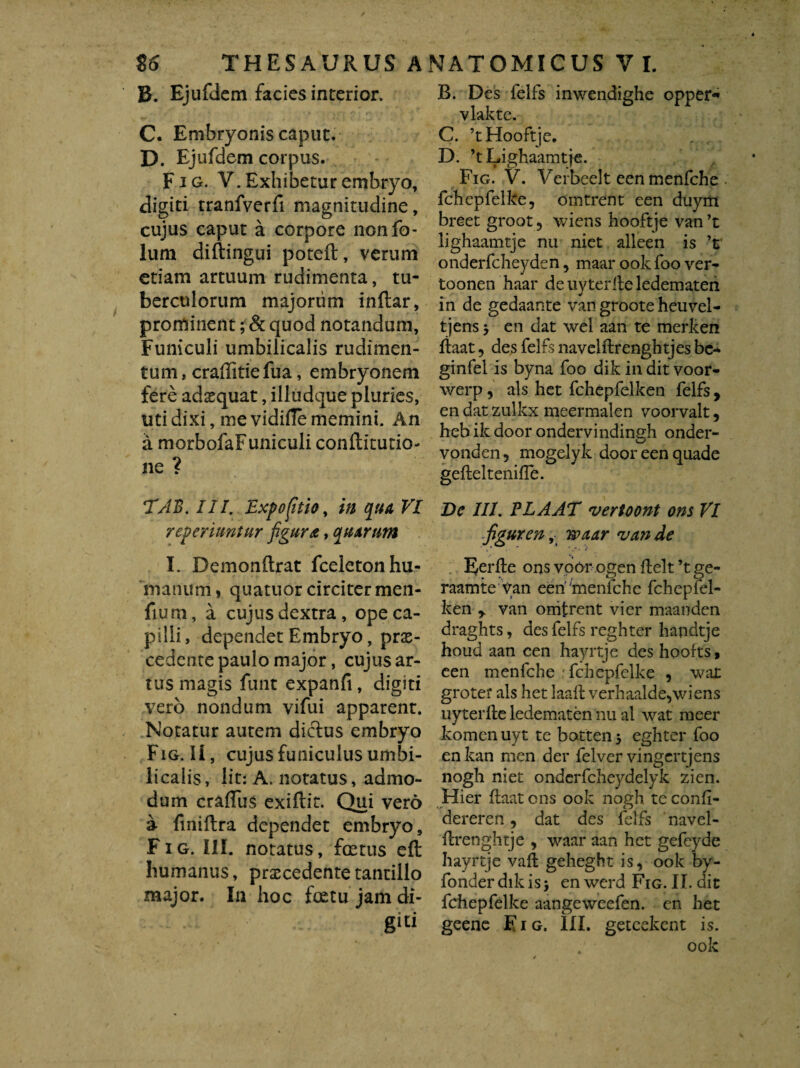 B. Ejufdem facies interior. C. Embryonis caput. D. Ejufdem corpus. Fig. V. Exhibetur embryo, digiti tranfverfi magnitudine, cujus caput a corpore nonfo- lum diftingui poteft, verum etiam artuum rudimenta, tu¬ berculorum majorum inftar, prominent; & quod notandum, Funiculi umbilicalis rudimen¬ tum, craffitiefua, embryonem fere adaequat, illudque pluries, uti dixi, me vidifTe memini. An a morbofaFuniculi conftitutio- ne ? TAB. III. Expofitio, in qua VI reperiuntur figura, quarum I. Demonftrat fceleton hu¬ manum , quatuor circiter men- fium, a cujus dextra, ope ca¬ pilli, dependet Embryo, prae¬ cedente paulo major, cujus ar¬ tus magis funt expanfi, digiti vero nondum vifui apparent. Notatur autem dictus embryo Fig. II, cujus funiculus umbi¬ licalis, lit: A. notatus, admo¬ dum craflus exiftit. Qui vero a fmiftra dependet embryo, Fig. III. notatus, foetus eft humanus, praecedente tantillo major. In hoc fcetu jam di¬ giti B. Des felfs inwendighe opper-* vlakte. C. ’tHooftje. D. ’tLighaamtje. Fig. V. Verbee.lt een menfche fchepfelke, omtrent een duym breet groot, wiens hooftje van ’t lighaamtje nu niet alleen is ’t onderfcheyden, maar ook foo ver- toonen haar de uyterite ledemateii in de gedaante van groote heuvel- tjens y en dat wel aan te merken rtaat , des felfs navelftrenghtjes bc- ginfel is byna foo dik in dit voor- werp, ais het fchepfelken felfs , en dat zulkx meermalen voorvalt, hcb ik door ondervindingh onder- vonden, mogelyk door een quade geileltenifle. De III. PLAAT vertoont ons VI figuren, waar van de Eerite ons voor ogen itelt ’t ge- raamte Van een'menfche fchepfel¬ ken y van omtrent vier maanden draghts, des felfs reghter handtje houd aan cen hayrtje des hoofts, een menfche 'fchepfelke , wat groter ais het Iaaltverhaalde, wiens uyterfhe ledematen nu al wat meer komen uyt te botteii 5 eghter foo en kan men der felver vingertjens nogh niet onderfcheydelyk zien. Hier ftaatons ook nogh teconfi- dereren, dat des felfs navel- ilrenghtje , waar aan het gefeyde hayrtje vaft geheght is, ook by- fonderdikisj en werd Fig. II. dit fchepfelke aangeweefen. en het geene Fig. III. geteekent is. ook