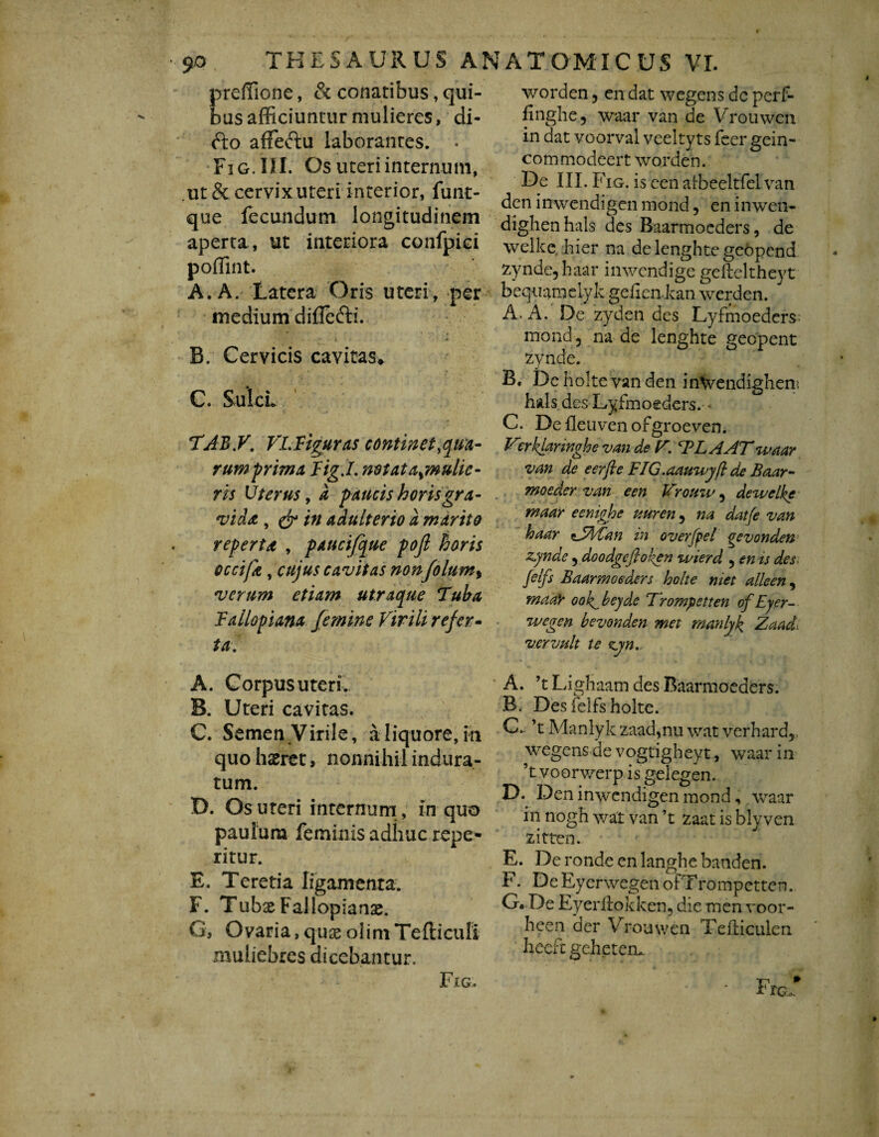 preffione, & conatibus, qui¬ bus afficiuntur mulieres, di- fto affectu laborantes. . Fig. III. Os uteri internum, ut & cervix uteri interior, funt- que fecundum longitudinem aperta, ut interiora confpid poffint. A. A. Latera Oris uteri , per medium difiefti. B. Cervicis cavitas* C. SulcL TJB.V. VL Figuras continet .qua¬ rum prima Fig.L notat ^mulie¬ ris Uterus, a paucis horis gra¬ vida , & in adulterio d marito reperta , pancifque pofl horis occifa, cujus cavitas nonfolumy verum etiam utraque Tuba Fallopiana femine Virili refer¬ ta. A. Corpus uteri. B. Uteri cavitas. C. Semen Virile, a liquore, in quo hasret, nonnihil indura¬ tum. D. Os uteri internum, in quo paulum feminis adime repe* ritur. E. Teretia ligamenta. F. Tubx Fallopianse. G. Ovaria,quaeolimTefticuli muliebres dicebantur. Fig. worden, en dat wegens dc perf- finghe, waar van de Vrouwen in dat voorval veeltyts feer gein- commodeert worden. De III. Fig . is een atbeeltfelvan den inwendigen mond, en inwen- dighenhals des Baarmoeders, de welke hier na de lenghte geopend zynde,haar inwendige gefteltheyt beqnamelyk gelienkan werden. A. A. De zyden des Lyfmoedcrs mond, na-de lenghte geopent zynde. B. Dchol te van den inVendighens hals des Lyfmoeders. C. De fleuven ofgroeven. Vrrklaringhe van de V. TL A AT' waar van de eerfte FIG.aauwyft de Baar- moeder van een Vrouw 5 de welke maar eenighe uttren, na dat (e van haar cJAFan in overfpel gevonden zynde 9 doodgefiot^en wierd 5 en is des Jelfs Baarmoeders holte met alleen, maaY oo V leyde Trompetten ofEyer- wegen bevonden met manljk Zaad. ver vult te zjyn.. A. ’t Lighaam des Baarmoeders. B. Des felfs holte. C. ’t Manlyk zaad,nu wat verhard,, wegens de vogtigheyt, waar in ’tvoorwerp is gelegen. D. Den inwendigen mond, waar in nogh wat van ’t zaat is blyven zitten. E. Derondeenlanghebanden. F. De Eyerwegen ofTrompetten. G. De Eyerflokken, dic. men voor- hcen der Vrouwen Tefliculen heeft geheten*