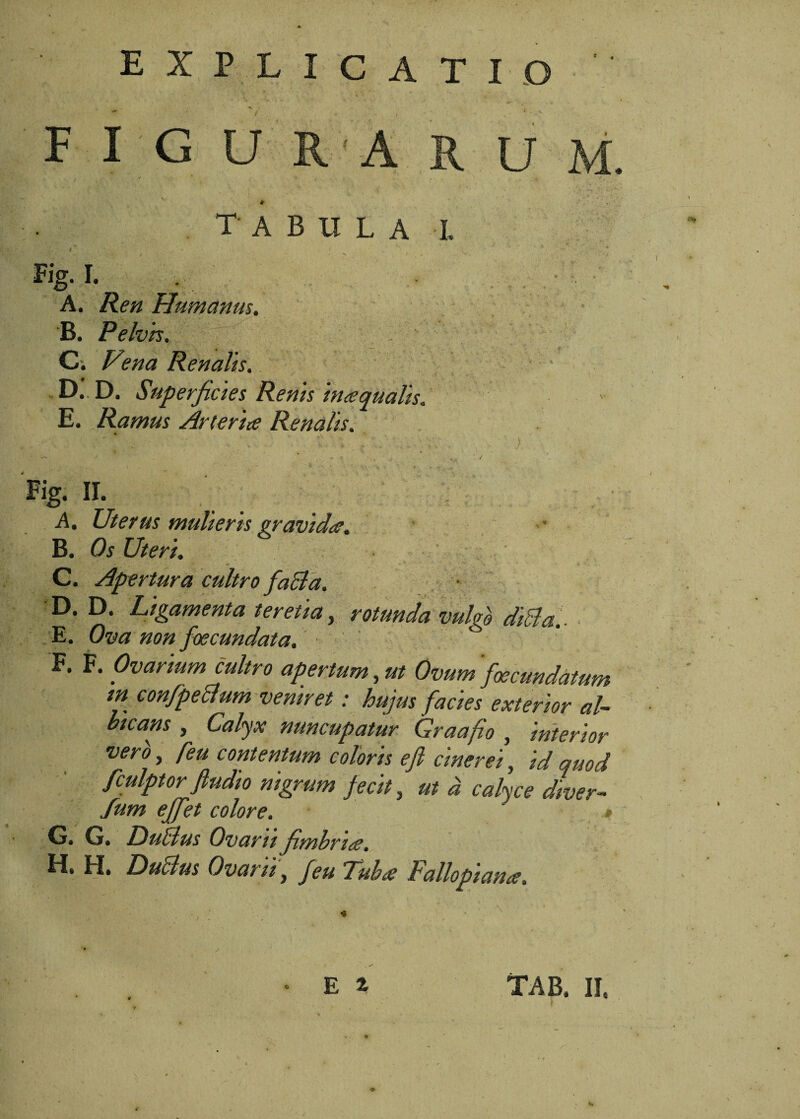 explicatio  FIGU R A R U M. ✓ . , v _ ; tabula i, Fig.I. A. Ren Humanus. B. Pelvis. Ci Z-7?/z<sr Renalis. D. D. Superficies Renis inaequalis. E. Ramus Arteriis Renalis. A. Uterus mulieris gravida. B. Os Uteri. C. Apertura cultro facla. D. D. Ligamenta teretia, rotunda vulgi* ditia.. E. Ova non foecundata. ' F. F. Ovarium cultro apertum, ut Ovum foecundatum m confpetium veniret: hujus facies exterior al¬ bicans , Calyx nuncupatur Graafio , interior vero y feu contentum coloris e fi cinerei, id quod fculptor fiudio nigrum jecit, m a calyce diver- fum effiet colore. ‘ # G. G. Dubius Ovarii fimbria. H. H. Dubius Ovarii, feu Tuba Fallopiana.