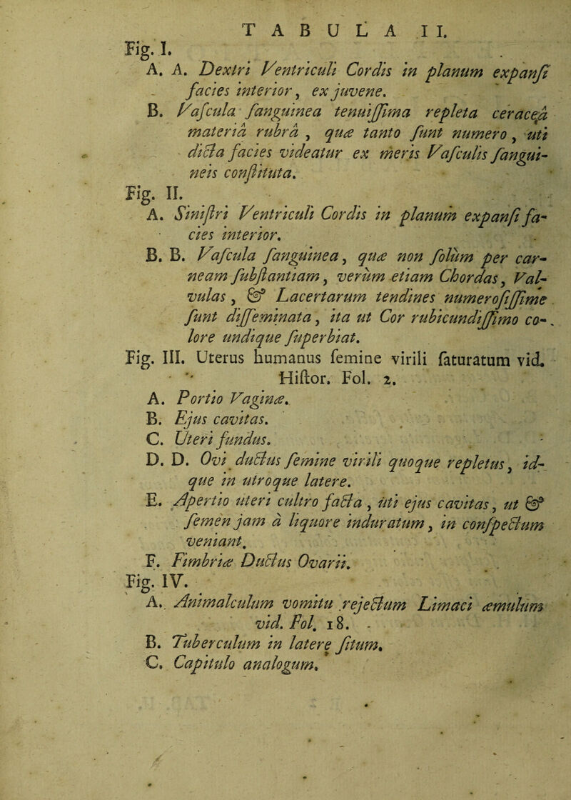 Fig. I. A. A. Dextri Ventriculi Cordis In planum facies 'interior, ex juvene. B. Vafcula: fanguinea tenuifjima repleta ceraced materia rubra , qua tanto funt numero, uti 'df dici a facies videatur ex meris Vafculls /angui¬ neis confit ut a. Fig. II. A. Slnlflrl Ventriculi Cordis In planum expanfi fa¬ cies Interior. B. B. Vafcula fanguinea, qua non foliim per car¬ neam fubfantiam, verum etiam Chordas, Val¬ vulas , & Lacertarum tendines numerofiffme funt di/feminat a, ita ut Cor rublcundlffmo co¬ lore undique fuperblat. Fig. III. Uterus humanus femine virili feturatum vid. Hiftor. Fol. 2. A. Portio Vagina. B. Ejus cavitas. g ; : ‘■• v - .-•|- C. Uteri fundus. '■ D. D. Ovi dubius femine virili quoque repletus, id- que in utroque latere. E. Apertio uteri cultro faci a , uti ejus cavitas, ut Uf femen jam d liquore induratum, in conjpeclum veniant, F. Fimbria Dubius Ovarii. Fig. IV. : ; A. . Animaleulum vomitu rejectum Limaci amulutn vid. Fol, 18. - B. Tuberculum in latere fitum. :C. Capitulo analogum.