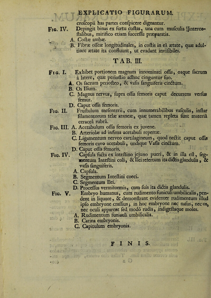 EXPLICATIO FIGURARUM. crofcopii has partes confpicere dignantur. Fig. IV. Depingit binas cx foetu coftas, una cum mufculis t|interco« ftalibus, mirifico etiam fucceffu prasparatis. \. A. Coftas ambas. B. Fibras ofle^ longitudinales, in coftis in ea aetate, quae adul- tiore astate ita confluunt, ut evadant invifibiles. TAB. III. . ~ X • x .. « Fig. I. Exhibet portionem magnam innominati offis, osque facrutn a latere, quas perioftio adhuc cinguntur fuo. A. Os facrum periofteo, Sc vafis fanguiferiscindum. B. Os Ilium. C. Magnus nervus, fupra offis femoris caput decurrens verfus femur. D. Caput offis femoris. Fig. II. Fruftulum mefenterii, cum innumerabilibus vafculis, inftar filamentorum telas araneas, quae tamen repleta fiint materia ceracea rubra. Fig. III. A. Acetabulum offis femoris ex juvene. B. Arteriolae ad infima acetabuli repertas. C. Ligamentum nerveo cartilagineum, quod nedit caput offis femoris cavo acetabuli, undique Vafis cindum. D. Caput offis femoris. Fig. IV. Capfula fada ex inteftino jejuno pueri, & in illa efl, feg- mcntum Inteftini coli, Sc Ilei refertum ita didis glandulis, & vafis fanguiferis. A. Capfula. B. Segmentum Inteftini coeci. C. Segmentum Ilei. D. Proceflus vermiformis, cum fuis ita didis glandulis. Fig. V. Embryo humanus, cum rudimento funiculi umbilicalis, pen¬ dent in liquore, 6c demonftrant evidenter rudimentum illud ipfb embryone craffius 3 in hoc embryone nec nafus, nec os, nec oculi apparent fed modo rudis, indigeftaque moles. A. Rudimentum funiculi umbilicalis. B. Carina embryonis. C. Capitulum embryonis. o • 1 finis.