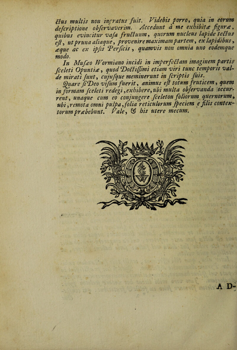 £tus multis non ingratus fuit. Videbis porro, quia in eorum defcriptione obfervaverim. Accedant d me exhibita figura, quibus evincitur va/a fruBuum, quorum nucleus lapidet e Bus efi, ut pruna aliaque, provenire maximam partem, ex lapidibus, aque ac ex ipjis ‘Perficis, quamvis non omnia uno eodemque modo. Jn Mufao Wormiano incidi in imperfcBam imaginem partis fceleti Opuntia, quod T>oBiffimi etiam viri tunc temporis val¬ de mirati Junt, cujufque meminerunt in fcriptis fuis. Otiare JilJco vifiim fuerit, animus eji totum fruticem, quem in formam fceleti redegi,exhibere,ubi multa obfervanda [occur¬ rent, unaque cum eo conjungere fceleton foliorum quernorumy ubi,remota omni pulpa, folia reticulorum fpectem e filis contex¬ torum prabebunt. Vale, & his utere me cum. A D~