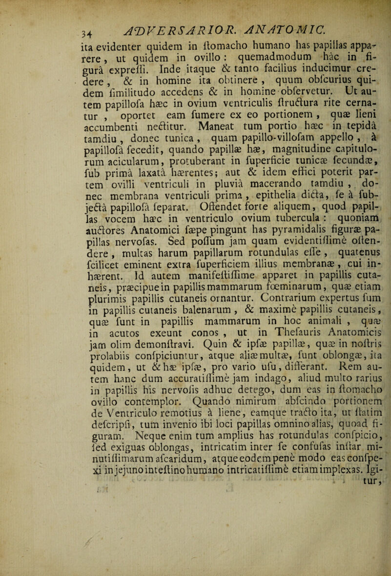 ita evidenter quidem in itomacho humano has papillas appa¬ rere , ut quidem in ovillo : quemadmodum hac in fi¬ gura exprefli. Inde itaque & tanto facilius inducimur cre¬ dere , & in homine ita obtinere , quum oblcurius qui¬ dem fimilitudo accedens & in homine obfervetur. Ut au¬ tem papillofa haec in ovium ventriculis flrudura rite cerna¬ tur , oportet eam fumere ex eo portionem , quae lieni accumbenti neftitur. Maneat tum portio haec in tepida tamdiu , donec tunica , quam papillo-villofam appello , k papillofa fecedit, quando papillae hae, magnitudine capitulo¬ rum acicularum, protuberant in fuperficie tunicae fecundae, fub prima laxata haerentes; aut & idem effici poterit par¬ tem ovilli ventriculi in pluvia macerando tamdiu , do¬ nec membrana ventriculi prima , epithelia difta, fe ;\ fub- jefta papillofa leparat. Offendet forte aliquem, quod papil¬ las vocem haec in ventriculo ovium tubercula : quoniam auftores Anatomici faepe pingunt has pyramidalis figurae pa¬ pillas nervofas. Sed poflum jam quam evidentiffime offen¬ dere , multas harum papillarum rotundulas efle , quatenus fcilicet eminent extra fuperficiem illius membranae , cui in¬ haerent. Id autem manifettiflime apparet in papillis cuta¬ neis, praecipuein papillis mammarum foeminarum, quae etiam plurimis papillis cutaneis ornantur. Contrarium expertus fum in papillis cutaneis balenarum , & maxime papillis cutaneis, quae funt in papillis mammarum in hoc animali , qua* in acutos exeunt conos , ut in Thefauris Anatomicis jam olim demonftravi. Quin & ipfae papillae, quae in noffris prolabiis confpiciuntur, atque aliaemultae, funt oblongae, ita quidem, ut &hae ipfae, pro vario ulu, differant. Rem au¬ tem hanc dum accuratiffime jam indago, aliud multo rarius in papillis his nervofis adhuc detego, dum eas in ftomacho ovillo contemplor. Quando nimirum abfcindo portionem de Ventriculo remotius k liene, eamque trafto ita, ut Itatim defcripfi , tum invenio ibi ioci papillas omnino alias, quoad fi¬ guram. Neque enim tum amplius has rotundulas confpicio, fed exiguas oblongas, intricatim inter fe confufas inffar mi- nutiff imarum afcaridum, atque eodem pene modo easconfpe- xi in jejuno inteftino humano intricatifiim£ etiam implexas. Igi- • . tur,