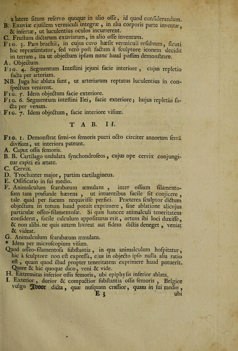 a latere fitum refervo quoque in alio ode, id quod conflderandum. B. Exuviae cjufdcm vermiculi integra , in alia corporis parte inventas, & infertae, ut luculentius oculos incurrerent. C. Frudum didhmim exuviarum, in alio ode inventum. Fig. 3. Pars brachii, in cujus cavo haefit^vermiculi refiduum, flenti hic repraefentatur, fed vero pod fa&am a fculptore iconem decidit in terram , ita ut obje&um ipfum nunc haud poffim demondrare. A. Objectura. Fig. 4. Segmentum Intedini jejuni facie interiore, cujus repletio fadla per arteriam. NB. Juga hic ablata funt, ut arteriarum reptatus luculentius in con- {pedtum venirent. Fig. y. Idem obje&um facie exteriore. Fig. 6. Segmentum intedini Ilei, facie exteriore i hujus repletio £1- £ta per venam. Fig. 7. Idem objedtum, facie interiore vifum. T A Bo I I. Fig. i. Demondrat femi-os femoris pueri o6to circiter annorum ferri divifum, ut interiora pateant. A. Caput offis femoris. B. B. Cartilago undulata fynchondrofeos, cujus ope cervix conjungi¬ tur capiti ea astate. C. Cervix. D. Trochanter major, partim cartilagineus. E. Ofiificatio in fui medio. F. Animalculum fcarabaeum aemulans , inter odium filamento- fum tam profunde haerens , ut intuentibus facile fit conjicere , tale quid per fucum nequiviffe perfici. Praeterea fculptor didtum objedhim in totum haud potuit exprimere , fine ablatione alicujus particulae ofleo-fllamentofae. Si quis hancce animalculi teneritatem confiderat, facile calculum appoflturus ei it, ortum ibi loci duxifle, non alibi, ne quis autem haereat aut fidem didtis deneget, veniat videat. G. Animalculum fcarabaeum aemulans. * Idem per microfcopium vifum. Quod ofleo-filamentofa fubdantia , in qua animalculum hofpitatur, hic a fculptore non ed exprefla, ejus in objedfo ipfo nulla alia ratio ed , quam quod illud propter teneritatem exprimere haud potuerit. Quare 8c hic quoque dico, veni & vide. H. Extremitas inferior odis femoris, ubi epiphyfis inferior ablata. I. Exterior , durior 8c compadtior lubdantia odis femoris , Belgice vulgo gjfcoot didta , quae nufquam craffior, quam in fui medio , E | ' ubi