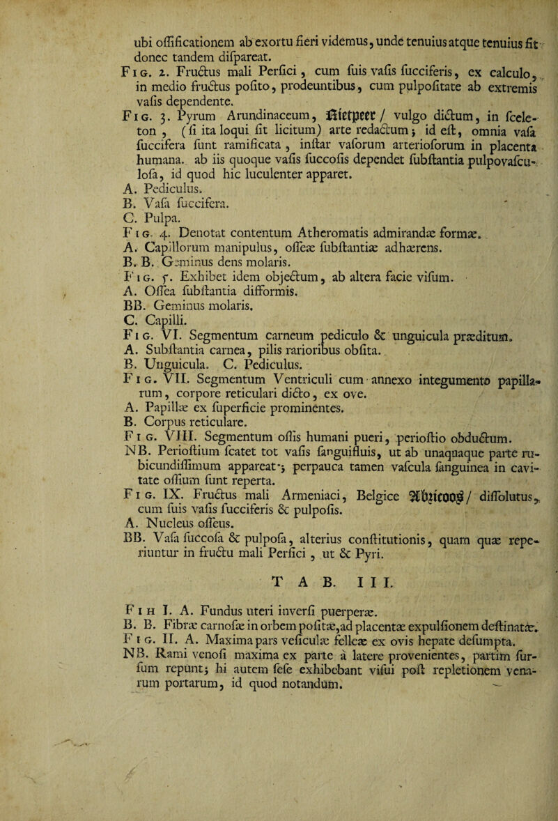 ubi offificationem ab exortu fieri videmus, unde tenuius atque tenuius fit donec tandem difpareat. Fig. z. Frudtus mali Perfici, cum fuis vafis fucciferis, ex calculo ^ in medio fructus pofito, prodeuntibus, cum pulpofitate ab extremis vafis dependente* Fig. 3. Pyram Arundinaceum, iStetpeeC / vulgo didtum, in fcele- ton , (fi ita loqui fit licitum) arte redactum > id eit, omnia vala fuccifera funt ramificata , inliar valorum arterioforum in placenta humana, ab iis quoque vafis fuccofis dependet fubftantia pulpovafcu- lofa, id quod hic luculenter apparet. A. Pediculus* B. Vala fuccifera. C. Pulpa. F1 g» 4. Denotat contentum Atheromatis admirandae formae* A. Capillorum manipulus, ofiese fubftantia: adhaerens. B. B. G eminus dens molaris. F ig. f. Exhibet idem objectum, ab altera facie vifiim. A. Oilea fubftantia difformis. BB. Geminus molaris. C. Capilli. Fig. VI. Segmentum carneum pediculo & ungui cula praeditum» A. Subftantia carnea, pilis rarioribus obfita. B. Unguicula. C. Pediculus. Fig. VII. Segmentum Ventriculi cum annexo integumento papilla» rum, corpore reticulari didto, ex ove. A. Papillae ex fuperficie prominentes. B. Corpus reticulare. F 1 g. VIII. Segmentum offis humani pueri, perioftio obdudtum. NB. Perioftium fcatet tot vafis fanguifluis, ut ab unaquaque parte ru- bicundiffimum appareat perpauca tamen vafcula fanguinea in cavi¬ tate offium funt reperta. Fig. IX. Fructus mali Armeniaci, Belgice ^bjtCOOjS/ diffolutus cum fuis vafis fucciferis <k pulpofis. A. Nucleus ofieus. BB. Vaia fuccofa Sc pulpofa, alterius conftitutionis, quam quae repe- riuntur in frudtu mali Perfici , ut & Pyri. T A B. III. F 1 h I. A. Fundus uteri in ver fi puerperae. B. B. Fibra: carnofae in orbem politae,ad placentae expulfionemdeftinatar* F 1 g. II. A. Maxima pars veficulae felleae ex ovis hepate defumpta. N3. Rami venofi maxima ex parte a latere provenientes, partim lur- fum repunt5 hi autem fefe exhibebant vifui poli repletionem vena¬ rum portarum, id quod notandum.