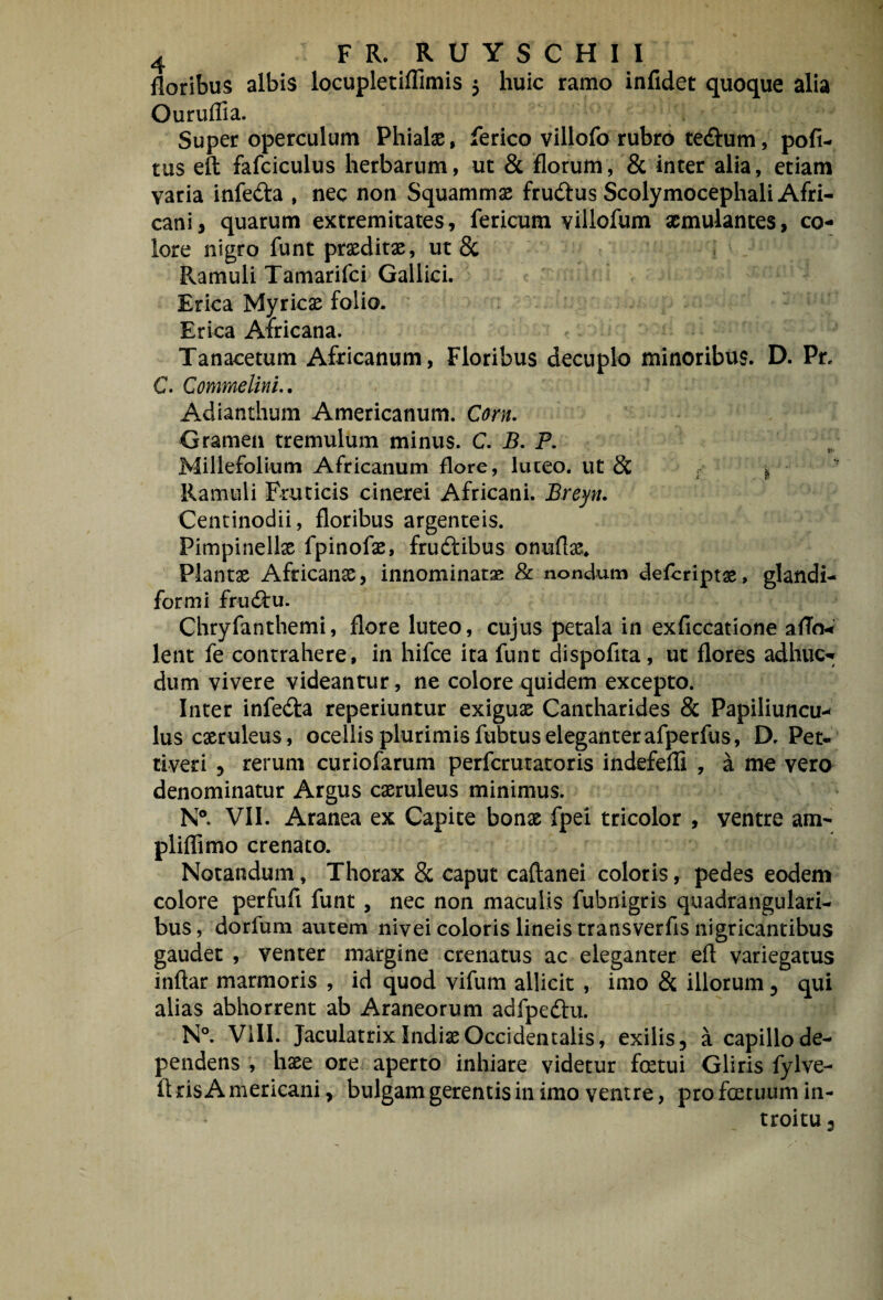 floribus albis locupletiflimis 5 huic ramo infidet quoque alia Ouruflia. Super operculum Phialas, ferico villofo rubro teAum, pofi- tus eft fafciculus herbarum, ut & florum, & inter alia, etiam varia infeda , nec non Squammas fruftus Scolymocephali Afri¬ cani, quarum extremitates, fericum villofum aemulantes, co¬ lore nigro funt praeditas, ut & Ramuli Tamarifci Gallici. Erica Myricas folio. Erica Africana. Tanacetum Africanum, Floribus decuplo minoribus. D. Pr. C. CommelinL. Adianthum Americanum. Corn. Gramen tremulum minus. C. B, P. Millefolium Africanum flore, luteo, ut Sc . ^ Ramuli Fruticis cinerei Africani. Breyn. Centinodii, floribus argenteis. Pimpinellx fpinofas, frudtibus onuflas* Plantas Africanas, innominatae & nondum deferiptas, glandi- formi fru(3:u. Chryfanthemi, flore luteo, cujus petala in exficcatione aflo-* lent fe contrahere, in hifce ita funt dispofita, ut flores adhuc- dum vivere videantur, ne colore quidem excepto. Inter infedta reperiuntur exiguas Cantharides & Papiliuncu¬ lus cxruleus, ocellis plurimis fubtus eleganter afperfus, D. Pet- tiveri , rerum curiofarum perferutatoris indefeffi , a me vero denominatur Argus casruleus minimus. N®. VII. Aranea ex Capite bonas fpei tricolor , ventre am- pliflimo crenato. Notandum, Thorax & caput caftanei coloris, pedes eodem colore perfufi funt , nec non maculis fubnigris quadrangulari¬ bus, dorfum autem nivei coloris lineis transverfis nigricantibus gaudet , venter margine crenatus ac eleganter eft variegatus inftar marmoris , id quod vifum allicit , imo & illorum 5 qui alias abhorrent ab Araneorum adfpedlu. N®. VIII. Jaculatrix IndiasOccidentalis, exilis, a capillo de¬ pendens , hase ore aperto inhiare videtur fostui Gliris fylve- ft ris A mericani, bulgam gerentis in imo ventre, pro foecuum in¬ troitu.