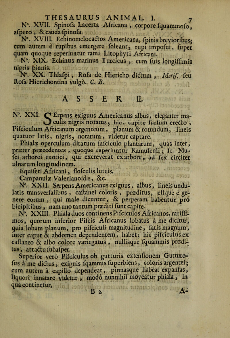 N*. XVII. Spinofa Lacerta Africana , corpore fquammofo, afpero, & cauda fpinofa. N“. XVIII. Echinonieloca(fl:os Americana, fpinis breyioribusj cum autem e rupibus emergere foleant, rupi impofui, fuper quam quoque reperiuntur rami Litophyti Africani. N*. XIX. Echinus marinus Turcicus , cum fuis longiffimis nigris pinnis. - , N°. XX. Thlafpi, Rofa de Hiericho di^ftum , Morif. feu Rofa Hierichontina vulgo. C- B, A S S E R II. N“. XXI. OErpens exiguus Americanus albus, eleganter ma- culis nigris notatusj hic, capite flirfum eteAo , Pifciculum Africanum argenteum, planum & rotundum, lineis quatuor latis, nigris, notatum, videtur captare. Phialae operculum ditatum fafciculo plantarum, quas inter, prster praecedentes , quoque reperiuntur Ramufculi j fc. Mu- fci arborei exotici, qui excreverat ex arbore, ad fex circitet ulnarum longitudinem. Equifeti Africani, flofculis luteis. Campanulae Valerianoidis, &c. N°. XXII. Serpens Americanus exiguus, albus, lineis undu¬ latis transverfalibus , caftanei coloris , praeditus, eftque e ge¬ nere eorum , qui male dicunrur, & perperam habentur pro bicipitibus, nam uno tantum praediti funt capite. N°. XXIII. Phiala duos continens Pifciculos Africanos, rarilli- mos, quorum inferior Pifcis Africanus lobatus a me dicitur, quia lobum planum, pro pifciculi magnitudine, fatis magnum, inter caput & abdomen dependentem, habet; hic pifcicuiusex caftaneo & albo colore variegatus , nullisque fquammis prxdi- tus, attadfu fubafper. Superior vero Pifciculusob gutturis extenfionem Gutturo- fus a me didus, exiguis fqammis fuperbiens, coloris argentei; cum autem a capillo dependeat, pinnasque habeat expanfas, liquori innatare videtur , modo nonnihil moveatur phiala, i» qua continetur.