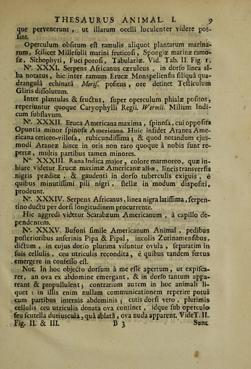 que pervenerunt, ut illarum ocelli luculenter videre pos- iinr. Operculum obficum efl ramulis aliquot plantarum marina¬ rum, fcilicet Millefolii marini fruticofi, Spongiae marinae ramo- fae, Sithophyti, Fuciporofi, Tabulariae. Vid. Tab. II. Fig. i. N®. XXXI. Serpens Africanus caeruleus , in dorfo linea al¬ ba notatus, hic inter ramum Erucae Monspelienfisfiliquaqua¬ drangula echinata Morif, pofitus , ore detinet Tefticulum Gliris diflblutum. Inter plantulas & fru(5lus, fuper operculum phialae pofitos 9 reperiuntur quoque Caryophylli Regii. Wormiu Milium Indi¬ cum fubflavum. N°. XXXII. Eruca Americana maxima , fpinofa,cuioppofira Opuntia minor fpinofa Americana. Huic infidet Aranea Ame¬ ricana cericeo-villofa, rubicundiffima 5 & quod notandum ejus¬ modi Aranex hisce in oris non raro quoque a nobis funt re- pertx, multis partibus tamen minores. XXXIIL Rana Indica major 3 colore marmoreo, qux in¬ hiare videtur Erucx maximx Americanx alboe, lineis transverfis nigris prxditx , & gaudenti in dorfo tuberculis exiguis , e quibus minutiflimi pili nigri, ftellx in modum dispofiti, prodeunt. N®. XXXIV. Serpens Africanus,linea nigralatiflima,ferpen- tino dudtu per dorfi longitudinem procurrente. Hic aggredi videtur Scarabxum Americanum , a capillo de¬ pendentem. N®. XXXV. Bufoni fimile Americanum Animal , pedibus pofterioribus anferinis Pipa & Pipal, incolis Zurinamenfibus, diftum , in cujus dorfo plurima vifuntur ovula , feparatim in fuis cellulis , ceu utriculis recondita, e quibus tandem foetus emergere in confeflb eft. Not. In hoc objedto dorfum a me cfle apertum, ur expifea- rer, an ova ex abdomine emergant, & in dorfo tantum appa¬ reant & propullulent 5 contrarium autem in hoc animali li¬ quet ; in illis enim nullam communicationem reperire potui cum partibus internis abdominis j cutis dorfi vero , plurimis cellulis ceu utriculis donata ova continet , idque fub operculo feu fcutella duriuscula 3 qua ablati, ova nuda apparent. VideT. IL Fig- II. & lII. B J Sunt