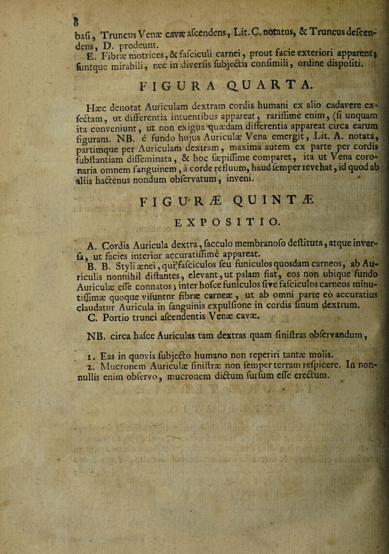 % ^ bafi, Truncus Vena: cavae afcendens, Lit. C. notatus, 5c Truncus defccn- 1 , dens, D. prodeunt. ^ . r . . . 1 E. Fibi£emotrices,6cfarciculi carnei, prout facie exteriori apparent} J fimtque mirabili, nec in diverfis fubjeais confimili, ordine dispofiti. > FIGURAQ.UARTA. 1 Hxc denotat Auriculam dextram cordis humani ex alio cadavere ex- J fe6tam, ut differentia intuentibus appareat, rariflime enim, ^li unquam a ita conveniunt, ut non exiguat^uicdam differentia appareat circa earum i fiouram. NB. e fundo hujus Auriculae Vena emergit, Lit. A. notata, ;| partimque per Auriculam dextram, maxima autem ex parte pei cordis r. fublbntiam diffeminata, & hoc faepiffime comparet , ita ut Vena coro- naria omnem fanguinem, a corde refluum, haudfemperrevehat, id quod ab aliis hadenus nondum obfervatum', inveni. FIGURiE QUINTiE EXPOSITIO. i A. Cordis Auricula dextra, facculo membranofo deftituta, atque inver- : fa, ut facies interior accuratiffime appareat- i B. B. Styli isnei, quf/afciculos feu funiculos quosdam carneos, abAu- • riculis nonnihil diftantes, elevant,ut palam fiat, eos non ubique fundo ^ Auriculx efie connatos j inter hofce funiculos fivefafciculos carneos minu- rj tilTimse quoque vifuntnr fibrae carneae , ut ab omni parte eo accuratius ^ claudatur Auricula in fanguinis expulfione in cordis finum dextrum. C. Portio trunci afeendentis Venae cavae. j NB. circa hafce Auriculas tam dextras quam finiftras obfervandum, | I. Eas in quovis fubjefto humano non reperiri tant^ molis. J z. Mucronem Auriculae finiftrse non ftmper terram refpicere. In non- 1 nullis enim obfervo, mucronem diftum furfum cfle eredum. \ 1