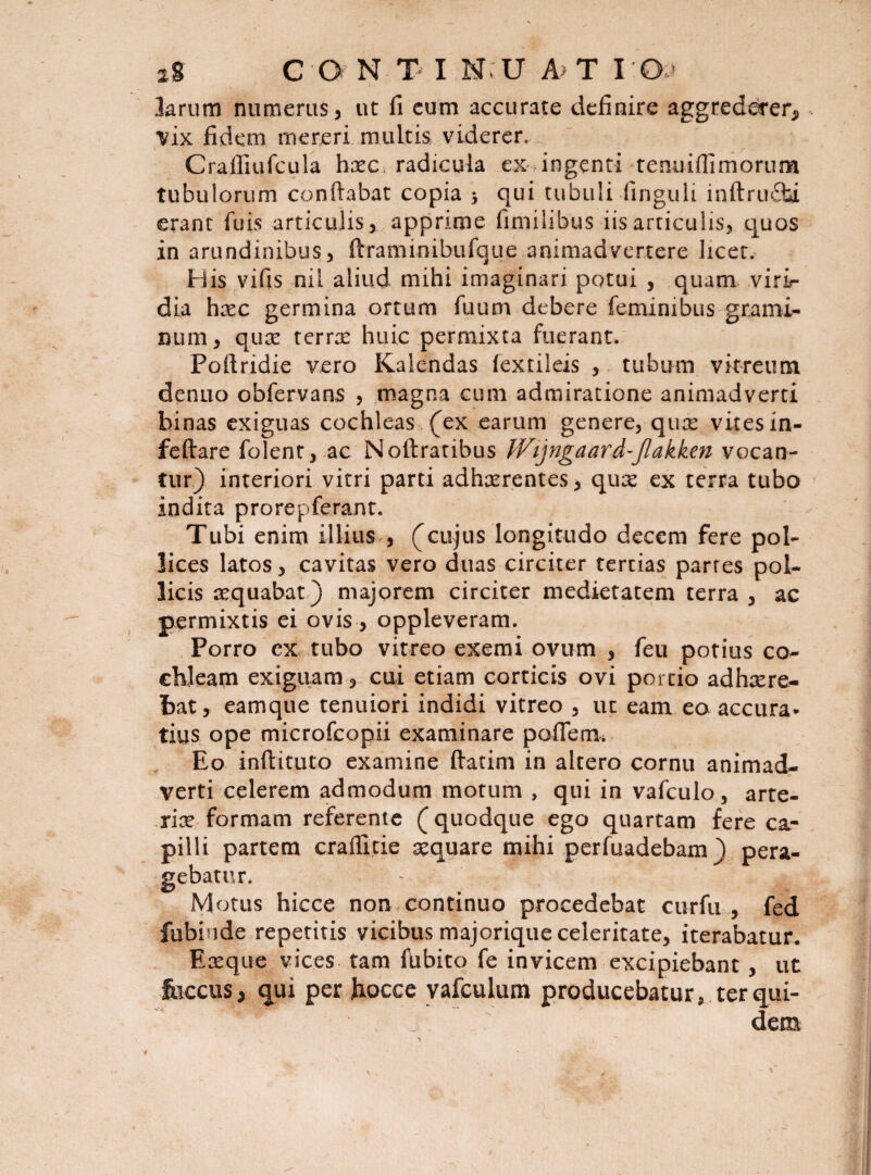 larum numerus, ut fi eum accurate definire aggrederer*, vix fidem mereri multis viderer. Craffiufcula haec radicula ex ingenti tenuifiimorum tubulorum conflabat copia > qui tubuli-Unguli inftru£t*i erant fuis articulis, apprime fimilibus iis articulis, quos in arundinibus, ftrammibufque animadvertere licet. His vifis nii aliud, mihi imaginari potui , quam viri¬ dia haec germina ortum fuum debere feminibus grami¬ num, quae terree huic permixta fuerant. Poftridie vero Kalendas fextileis , tubum vitreum denuo obfervans , magna cum admiratione animadverti binas exiguas cochleas (ex earum genere, qux vites in- feftare folent, ac Noftratibus Wijngaard-Jlakken vocan¬ tur) interiori vitri parti adhaerentes, qux ex terra tubo indita prorepferant. Tubi enim illius , (cujus longitudo decem fere pol¬ lices latos, cavitas vero duas circiter tertias parres pol¬ licis aequabat) majorem circiter medietatem terra , ac permixtis ei ovis, oppleveram. Porro ex tubo vitreo exemi ovum , feu potius co¬ chleam exiguam, cui etiam corticis ovi portio adhaere¬ bat, eamque tenuiori indidi vitreo , ut eam eo accura¬ tius ope microfeopii examinare poflem. Eo inftituto examine ftatim in altero cornu animad¬ verti celerem admodum motum , qui in vafculo, arte¬ riae formam referente (quodque ego quartam fere ca¬ pilli partem craffitie aequare mihi perfuadebam) pera¬ gebatur. Motus hicce non continuo procedebat curfu , fed fubiude repetitis vicibus majorique celeritate, iterabatur. Eaeque vices tam fubito fe invicem excipiebant , ut foccus, qui per hocce vafculum producebatur, ter qui¬ dem