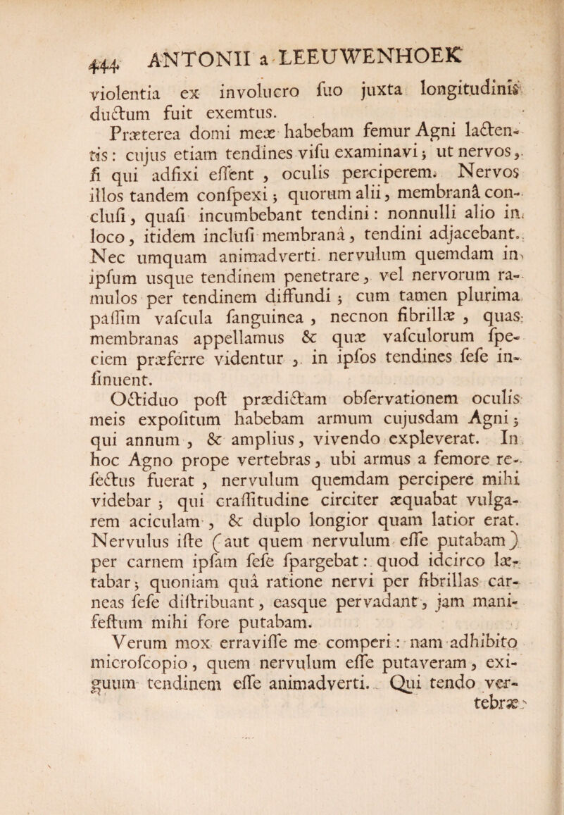 violentia ex involucro fuo juxta longitudini ductum fuit exemtus. Praeterea domi m ex habebam femur Agni la&en- tis: cujus etiam tendines vifu examinavi * ut nervos fi qui adfixi effent , oculis perciperem* Nervos illos tandem confpexi* quorum alii , membrani con- cluli , quali incumbebant tendini: nonnulli alio irt loco, itidem incluli membrana, tendini adjacebant,. Nec umquam animadverti, nervulum quemdam im ipfum usque tendinem penetrare, vel nervorum ra¬ mulos per tendinem diffundi 5 cum tamen plurima paffirn vafcula fanguinea , necnon fibrillae , quas; membranas appellamus & qux vafculorum fpe- ciem prxferre videntur in ipfos tendines fefe in» finuent. Ottiduo poft prxdittam obfervationem oculis meis expolitum habebam armum cujusdam Agni $ qui annum , & amplius, vivendo expleverat. In hoc Agno prope vertebras, ubi armus a femore re- feftus fuerat , nervulum quemdam percipere mihi videbar ; qui craffitudine circiter aequabat vulga¬ rem aciculam , & duplo longior quam latior erat. Nervulus ifte (aut quem nervulum effe putabam) per carnem ipfam fele fpargebat: quod idcirco lae¬ tabar * quoniam qua ratione nervi per fibrillas car¬ neas fefe dillribuant, easque pervadant, jam mani- feftum mihi fore putabam* Verum mox erraviffe me comperi: nam adhibito microfcopio, quem nervulum effe putaveram, exi¬ guum tendinem effe animadverti. . Qui tendo ver- te bxx?