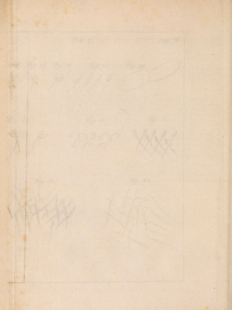 . t > -iK> . 1 * r' r V ** • tS \ % ■v > t