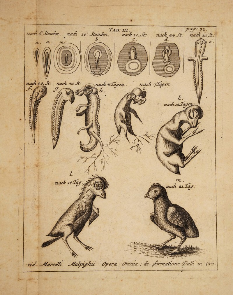 Tab: in. pap; 3%, <L. nach 3 <?> St: nach +0. St; SdWk et nach yTapcrc . 'yiS, cSfarcc/h cStalpzghu tfpera tdrnma : che ui ürv, i