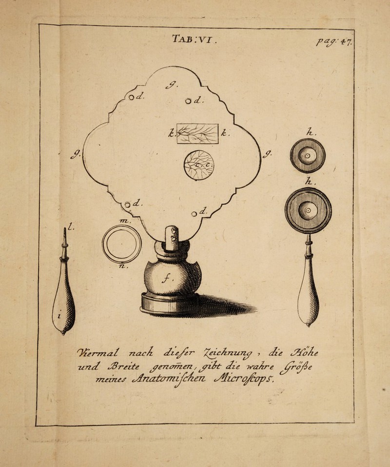 ~4 Tab: vi. nTtrvnal zzae/z elzeyer z/nel JiBreite ^enaihen, j?z meines cAnaturn^c/iem zinr eze iS crt au Jze <S%o?Li ze h'a/zre ^iriyle tfrOpS',