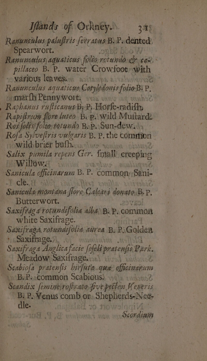 Rapuntialas pages {ety acent Pe dented Spearwort. a .~. pillaceo B. P. water Crowfoot: with, 3 various leavesin. aos yeh: Ranunculus aquaticus Gerpiblonis folio Bi P. Of marfh Penay wort eae vA | Raphanus rufticanus By Ps. Horeandity Ros jolts foleostotunds Bop. Sun-dew.\ wild brier bull i Coes Salix pumila repens G Ger. forall creeping » Willows 2 clb.. 4 ox Seminal wontdna Coa Caleari donate B. P. Butterwort. Saxifraga rotundifolia alba BiP. common white Saxifrage. Sareea rotundifolia. adv en BP: Golden Saxifrage, ; Meadow Saxift ages\s) “B.P. common Scabietish 4 &lt;9Q\i Scandi [eminelrofixato five petten. Keneris BLP, Venus comb or. aie ea ea | ‘dle. 10 Hk i: a ae OUR’ SON - Scondinem