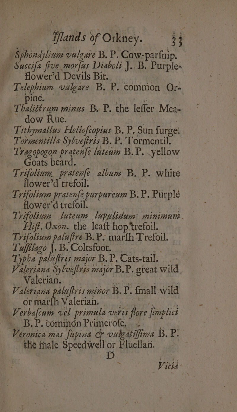 Sphondylium vulzare B. P. Cow-parfnip. — Suceifa five morfus Diaboli J. B. Purple- flower’'d DevilsBi. | Telephium vulgare B. P. common Or- pine. La Mii Thalittrum minus B. P. the lefler Mea- dow Rue. | eva! , Tithymallus Heliofcopias B. P. Sun furge. Tormentilla Sylveftris B. P. Tormentil. Tragopogon pratenfe luteum B.P. yellow _ Goats beard. ~ | Trifolium pratenfe album B. P. white Hlower’d trefoil: ae Trifolium pratenfe purpureum B.P. Purple flower'd trefoil. | 3 Trifolium luteum lupulinum: minimum. _ Hift. Oxon. the leaft hop ‘trefoil. Trifolium paluftre B.P. marfh Trefoil. Tufilago J.B. Coltsfoot. =, . : Typha paluftris major B.P. Cats-tail. . - Valeriana Sylvefiris major B.P. great wild _ Valerian. FG Ga aba Pe | Valeriana paluftris minor B.P. {mall wild or marih:Valerians 0 4). : | Verbafcum vel primula veris flore fimplicé . B.P.commonPrimerofe. .. . Veronica mas. fapina & vulgatifima B.P. ~ the male Speedwell or Bluellan. | D : Vicia