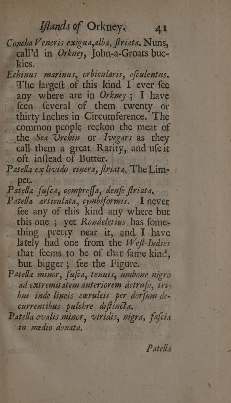 ’ - lands of Orkney: At — CouchaVeneris exigua,alba, ftriata, Nuns, -call’d in Orkney, John-a-Groats buc- kies. | ‘Echinus marinus, orbicularis, efculentus. The largeft.of this kind I ever fee any where are in Orkney 5 I have .feen feveral of them twenty or thirty Inches in Circumference. The ...common people reckon the meat of _, the Sea Urchin. or -Ivegars as they ,. call them a great Rarity, and ufe it oft. inffead of Butter. .. | Patella ex livido cinera, ftriata, The Lim- . pet. | Patella fafea, compreff-denfe friar Patella articulata, cymbiformis. 1 never fee any of this kind any where but » this one ;. yet Rozdeletius. has fome; thing pretty near it,.and Ihave that feems to be. of that fame kind, ... but bigger; fee the Figure. Patella minor, fufca, tenuis, umbone nigro ad extremitatem anteriorem detrufo, tri — _currentibus pulchre diftinita, Patella ovalis minor, viridis, nigra, fafcia “47 medio donata,