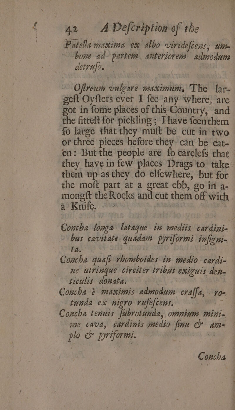 Patella maxima ex albo viridelcens, wi bone ad-partem. anteriorem admodum detrufo. | Oftreum vulgare maximum, The lar- geft Oyfters ever I fee any where, are ot in fome places of this Country, and fo large that they muft be cut in'two or three pieces before they can be eat- en: Butthe people are fo carelefs that they have in few places Drags to take them up-as they do elfewhere, but for the moft part at a great ebb, go int a- moneft theRocks and cut them off with 4 Knife. ©” 2 | Concha longa lataque in mediis cardini- bus cavitate quadam pyriformi infigni- ta ; ne utvingue civciter tribus exiguis den ticulis dowata. Concha &amp; maximis admodum craffa, - ro- tunda ex nigro rufefcens. he Concha tenuis fubrotunds, omnium mini- wae Cava, cardinis medio finu &amp; am= plo &amp; pyriformi. : | 4 oncha