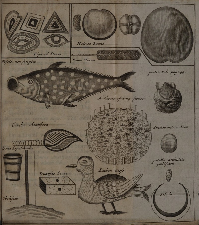 S, ; met Figured Stones ; “itt. non Jfriptos , Way stb vide rites Hh ' oh 3 of a “os SAN 4 rn . : ; ae Y “an Concha Anat | Bie See ee tert fe. 1 OnNLAa NAT era pimtgldeas Ly ‘ =y LEZZEZ= 3 rn, bp Yi y lO or cr DS aK Cone te 7, &gt; AT / Hae i Haire Ht i Hi Fy % ‘ SOR fA wd Ss: : ‘ SN a ee ION i Hi roe, 4 WOMANS ~ RP Cah i TAR BO aa sae A tree x VEZ Neat eo ATS &gt; ‘XS, &gt; \ i SN Raw Cs a hee ins o eon ig #- zie Me 13 y \ NG iw 4 \ ay Aaa Efe aoe Y% ak pe ¢ C~ pI CSRS Fe CE RET rye ERD apf EP) ofr, Sd Gg Los NE ‘kV TM Oy rf tnd os on, eid ie 4 : i] chm PO pacha articulate aG &lt;5, n oe nm +f4, , . wp ‘yf cy mba fonts