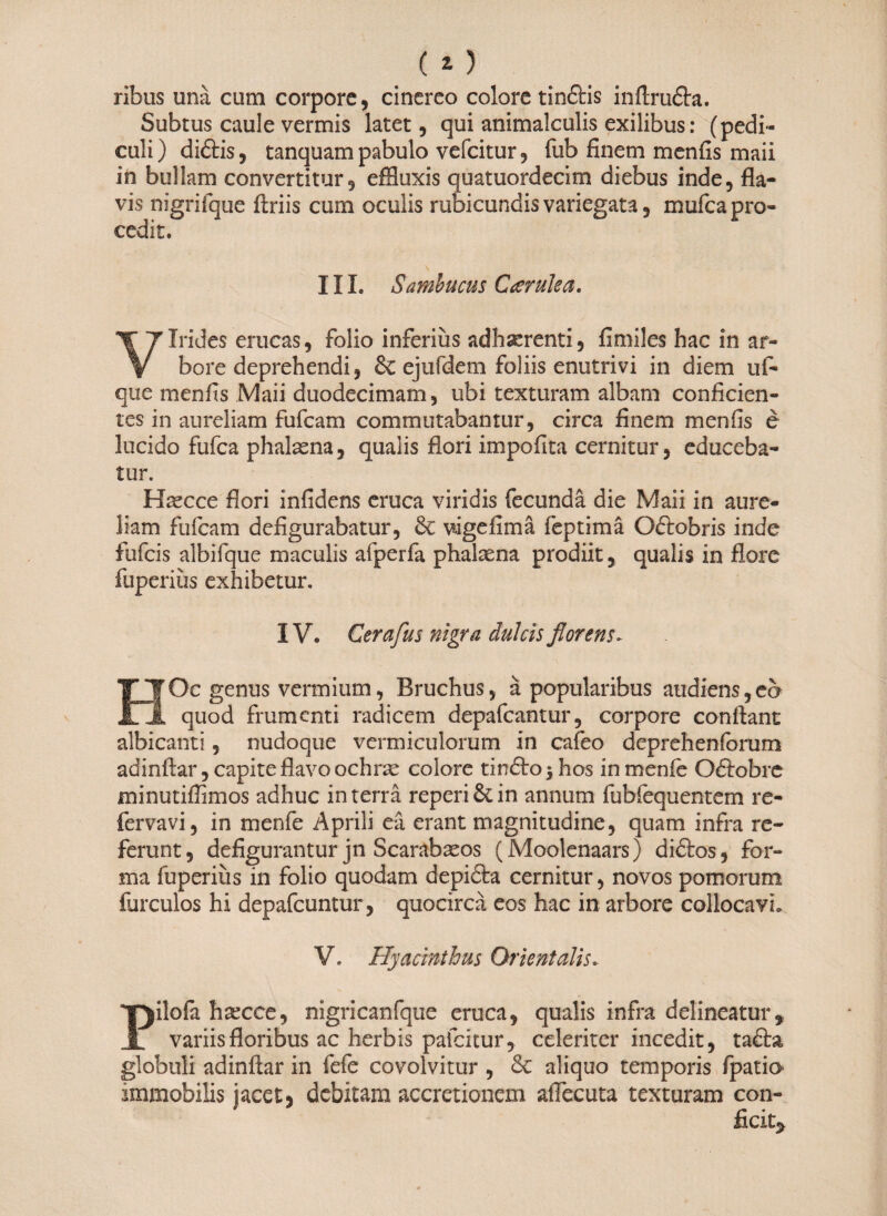 ribus unä cum corpore, cinereo colore tinftis inftru&a. Subtus caule vermis latet, qui animalculis exilibus: (pedi¬ culi) didfcis, tanquam pabulo vefeitur, fub finem menfis maii in bullam convertitur, effluxis quatuordecim diebus inde, fla¬ vis nigrifque ftriis cum oculis rubicundis variegata, mufea pro¬ cedit. III. Sambucus Curule a. Virides erucas, folio inferius adhserenti, fimiles hac in ar¬ bore deprehendi, & ejufdem foliis enutrivi in diem uf- que menfis Maii duodecimam, ubi texturam albam conficien¬ tes in aureliam fufeam commutabantur, circa finem menfis e lucido fufea phalasna, qualis flori impofita cernitur, educeba¬ tur. Haecce flori infidens eruca viridis fecunda die Maii in aure¬ liam fufeam defigurabatur, & vigefimä feptimä O&obris inde fufeis albifque maculis afperfa phalasna prodiit, qualis in flore fuperiiis exhibetur. IV. Cerafus nigra dulcis florens. HOc genus vermium, Bruchus, ä popularibus audiens,eb quod frumenti radicem depafcantur, corpore conflant albicanti, nudoque vermiculorum in cafeo deprehenforum adinftar, capite flavo ochrse colore tin<5to$hos inmenfe Odtobre minutiflimos adhuc in terra reperi & in annum fublequentem re- fervavi, in menfe Aprili eä erant magnitudine, quam infra re¬ ferunt, defigurantur jn Scarabaeos (Moolenaars) didtos, for¬ ma fuperiiis in folio quodam depidta cernitur, novos pomorum furculos hi depafcuntur, quocirca eos hac in arbore collocavi» V. Hyacinthus Orientalis. Pilofa haecce, nigricanfque eruca, qualis infra delineatur, variis floribus ac herbis pafeitur, celeriter incedit, tafta globuli adinftar in fefe covolvitur , 6c aliquo temporis fpatia immobilis jacet* debitam accretionem aflecuta texturam con- fic %