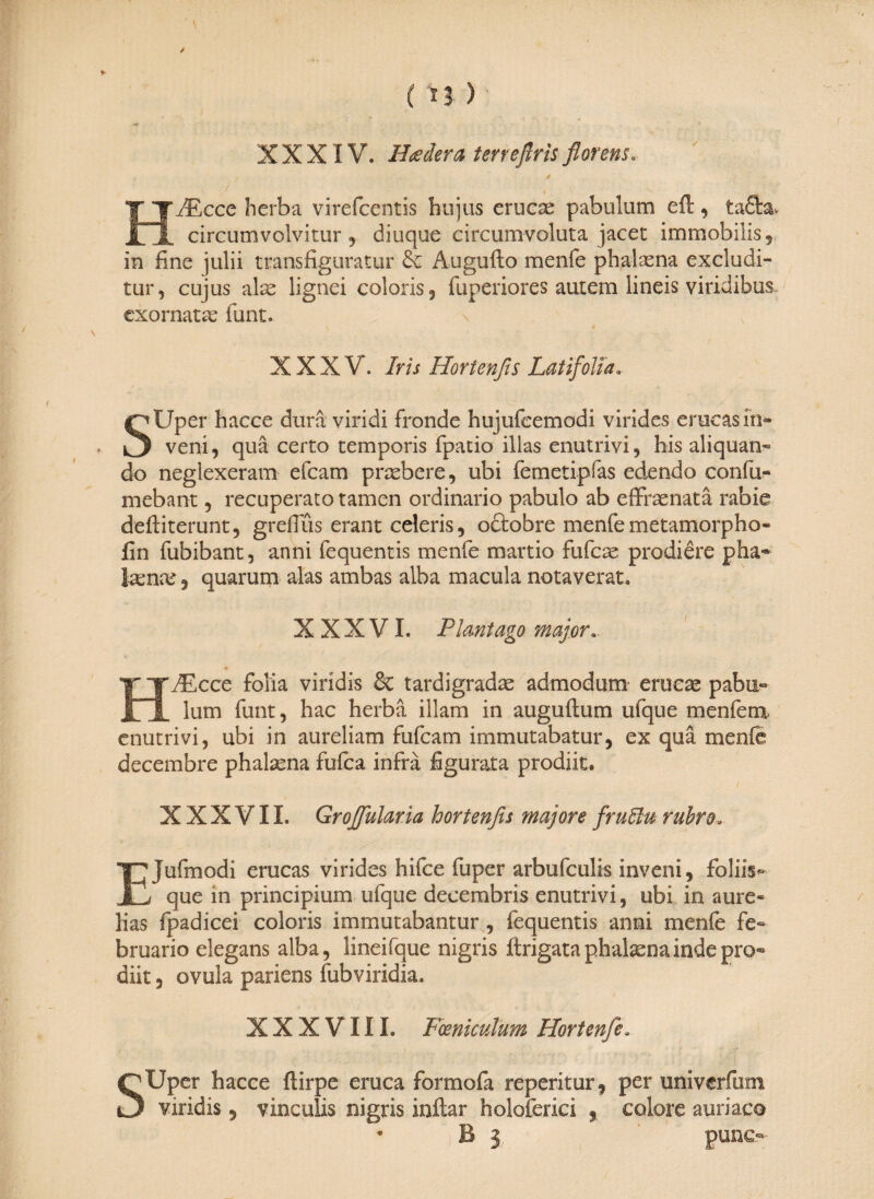 XXXIV. Hadera terreßris florem. * H/Rcce herba virefcentis hujus erucae pabulum eil, taffca.. circumvolvitur ? diuque circumvoluta jacet immobilis 5 in fine julii transfiguratur & Augufto menfe phalaena excludi¬ tur, cujus alte lignei coloris, fuperiores autem lineis viridibus exornat te funt. XXXV. Iris Hortenfis Latifolia. StJper hacce dura viridi fronde hujufcemodi virides erucas io» veni, qua certo temporis fpatio illas enutrivi, his aliquan¬ do neglexeram efcam praebere, ubi femetipfas edendo confu- mebant, recuperato tamen ordinario pabulo ab effraenatä rabie deftiterunt, greflus erant celeris, oftobre menfemetamorpho- fin fubibant, anni fequentis menfe martio fufcse prodiere pha- Icente, quarum alas ambas alba macula notaverat. XXXVI. Plantago major. HiEcce folia viridis 8c tardigradae admodum erucae pabu¬ lum funt, hac herba illam in auguftum ufque menfera enutrivi, ubi in aureliam fufcam immutabatur, ex qua menfe decembre phalaena fufea infra figurata prodiit. XXXVII. Groffularia hortenfis majore fruUu rubro. EJufmodi erucas virides hifce fuper arbufculis inveni, foliis- que in principium ufque decembris enutrivi, ubi in aure* lias fpadicei coloris immutabantur , fequentis anni menfe fe¬ bruario elegans alba, lineifque nigris ftrigata phalaena inde pro¬ diit , ovula pariens fubviridia. XXXVIII. Fceniculum Hortenfe. SUper hacce ftirpe eruca formofa repentur , per univerfum viridis, vinculis nigris inftar holoferici % colore auriaco * B 3 punc-