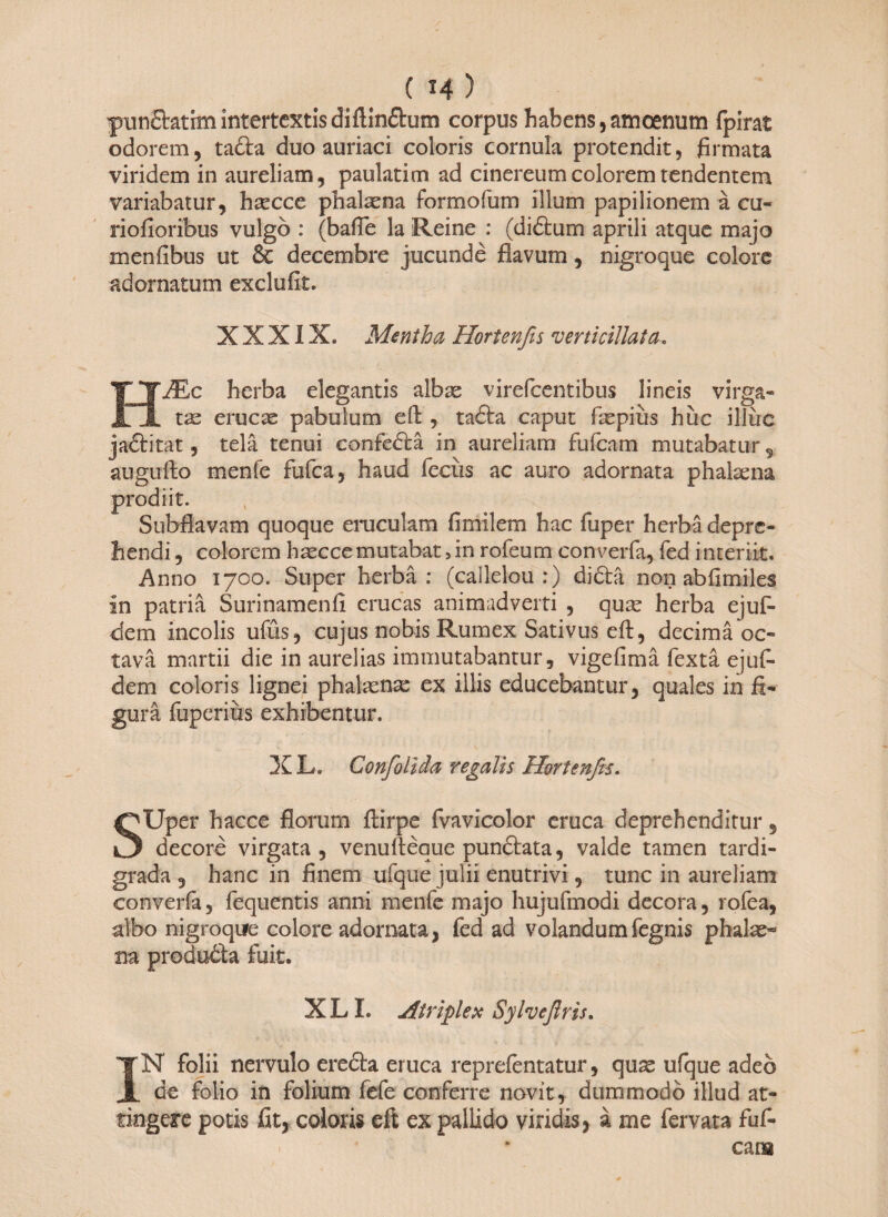 punSratrmintertextisdiftin&um corpus habens,amoenum fpirat odorem, tafta duo auriaci coloris cornula protendit, firmata viridem in aureliam, paulatim ad cinereum colorem tendentem variabatur, hsecce phalaena formofum illum papilionem ä cu- riofioribus vulgo : (baße la Reine : (diäum aprili atque majo menfibus ut 5c decembre jucunde flavum, nigroque colore adornatum exclufit. X X X1X. Mentha Hortenfis verti cillat a* HJEc herba elegantis albte virefcentibus lineis virga¬ tae eructe pabulum eft , tafta caput fepiüs hüc illuc jadlitat, tela tenui confeftä in aureliam fufcam mutabatur, augufto menfe fufca, haud feciis ac auro adornata phalsena prodiit. Subfiavam quoque eruculam fimilem hac fuper herba depre¬ hendi , colorem hteccemutabat 3in rofeum converfa, fed interiit. Anno 1700. Super herba; (callelou :) didta non abfimiles in patria Surinamenfi erucas animadverti , qute herba ejuf- dem incolis ufüs, cujus nobis Rumex Sativus eft, decima oc¬ tava martii die in aurelias immutabantur, vigefima fextä ejuf- dem coloris lignei phatenas ex illis educebantur, quales in fi¬ gura fuperiüs exhibentur. X L. Confolida regalis Hortenfis. SUper hacce florum ftirpe fvavicolor eruca deprehenditur, decore virgata, venufteque punftata, valde tamen tardi¬ grada , hanc in finem ufque Julii enutrivi, tunc in aureliam converfa, fequentis anni menfe majo hujufmodi decora, rofea, albo nigroque colore adornata, fed ad volandumfegnis phabe¬ na produ&a fuit. X LI. Atriplex Sylveflris. IN folii nervulo erefta eruca reprefentatur, qux ufque adeo de folio in folium fefe conferre novit, dummodo illud at¬ tingere potis fit, coloris eft ex pallido viridis, a me fervata fuf- cana