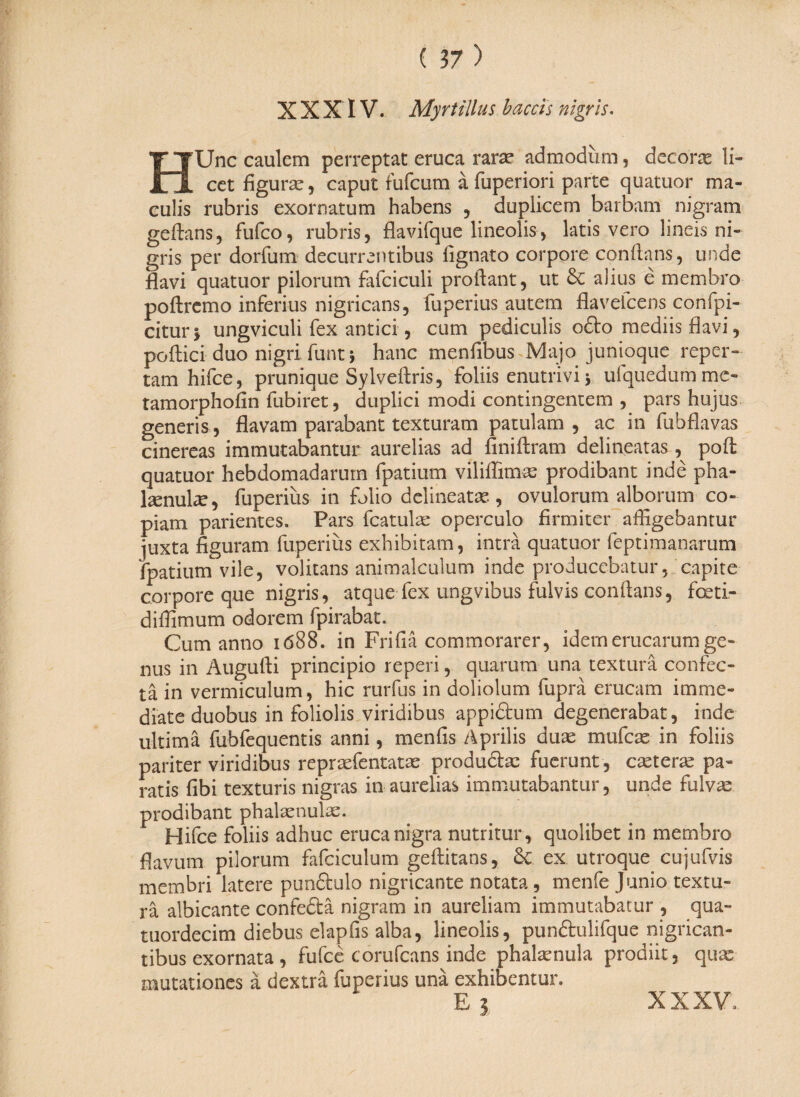 X X XIV. Myrtiilus b.accis nigris. HUnc caulem perreptat eruca rarae admodum, decoras li¬ cet figuras, caput fufcum a fuperiori parte quatuor ma¬ culis rubris exornatum habens , duplicem barbam nigram geftans, fufco, rubris, flavifque lineolis, latis vero lineis ni¬ gris per dorfum decurrentibus fignato corpore conflans, unde flavi quatuor pilorum fafciculi proflant, ut & alius e membro poftremo inferius nigricans, fuperius autem flaveicens confpi- citurj ungviculi fex antici, cum pediculis o£to mediis flavi, poftici duo nigri funt i hanc menfibus Majo junioque reper¬ tam hifce, prunique Sylveftris, foliis enutrivi * ufquedumme- tamorphofin fubiret, duplici modi contingentem , pars hujus generis, flavam parabant texturam patulam, ac in fubflavas cinereas immutabantur aurelias ad finiftram delineatas ^ pofl quatuor hebdomadarum fpatium viliffimae prodibant inde pha- IxnulXj fuperius in folio delineatas, ovulorum alborum co¬ piam parientes. Pars fcatulae operculo firmiter affigebantur juxta figuram fuperius exhibitam, intra quatuor feptimanarum fpatium vile, volitans animalculum inde producebatur, capite corpore que nigris, atque fex ungvibus fulvis conflans, foeti- diffimum odorem fpirabat. Cum anno id88. in Frifia commorarer, idem erucarum ge¬ nus in Augufti principio reperi, quarum una textura confec¬ ta in vermiculum, hic rurfus in doliolum fuprä erucam imme¬ diate duobus in foliolis viridibus appiftum degenerabat, inde ultima fubfequentis anni, menfis Aprilis duae mufeae in foliis pariter viridibus repraefentatae productae fuerunt, crete ne pa¬ ratis fibi texturis nigras in aurelias immutabantur, unde fulvae prodibant phalaenulae. Hifce foliis adhuc eruca nigra nutritur, quolibet in membro flavum pilorum fafciculum geftitans, & ex utroque cujufvis membri latere pundtulo nigricante notata, menfe Junio textu¬ ra albicante confedä nigram in aureliam immutabatur , qua» tuordecim diebus elapfis alba, lineolis, punftulifque nigrican¬ tibus exornata, fufcc corufcans inde phalaenula prodiit, quae mutationes ä dextra fuperius una exhibentur.