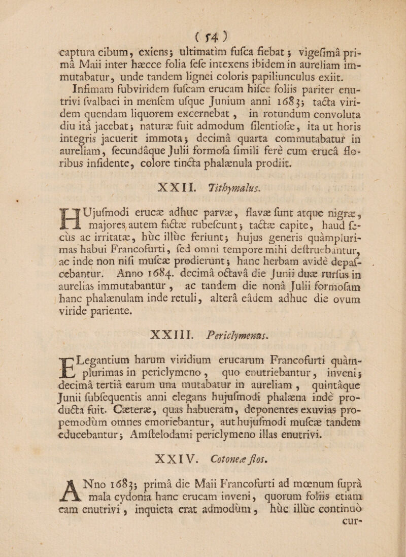 captura cibum, exiens; ultimatim fufca fiebat 5 vigefima pri¬ ma Maii inter h^cce folia fefe intexens ibidem in aureliam im¬ mutabatur, unde tandem lignei coloris papiliunculus exiit. Infimam fubviridem fufcam erucam hifce foliis pariter enu¬ trivi fvalbaci in menfem ufque Junium anni 16835 ta£la viri¬ dem quendam liquorem excernebat , in rotundum convoluta diu ita jacebat 5 naturae fuit admodum filentiofae, ita ut horis integris jacuerit immota 5 decima quarta commutabatur in aureliam, fecund äque Julii formofa fimili fere cum eruca flo¬ ribus infidente, colore tincta phalaenula prodiit. XXII. lithymalus. HUjufmodi erucae adhuc parvae, flavae funt atque nigrae, majores,autem faftae rubefeunt5 tacite capite, haud fe- ciis ac irritatas, hiic illuc feriunt 5 hujus generis quampluri- mas habui Francofurti, fed omni tempore mihi definiebantur, ac inde non nifi mufeae prodierunt; hanc herbam avide depaf- ccbantur. x^nno 1684. decima odlava die Junii duae rurfus in aurelias immutabantur , ac tandem die nona Julii formofam hanc phalaenulam inde retuli, altera eadem adhuc die ovum viride pariente. XXIII. Periclymenus, E Legantium harum viridium erucarum Francofurti quarn- plurimas in periclymeno , quo enutriebantur, inveni; decima tertia earum una mutabatur in aureliam , quintäque Junii fubfequentis anni elegans hujufmodi phalaena inde pro- du£la fuit. Caeteras, quas habueram, deponentes exuvias pro- pemodum omnes emoriebantur, aut hujufmodi mufeae tandem educebantur; Amflelodami periclymeno illas enutrivi. XXIV. Cotonea fl os. ANno 1683; prima die Maii Francofurti ad moenum fuprä mala cydonia hanc erucam inveni, quorum foliis etiam eam enutrivi , inquieta erat admodum , huc illuc continuo cur-